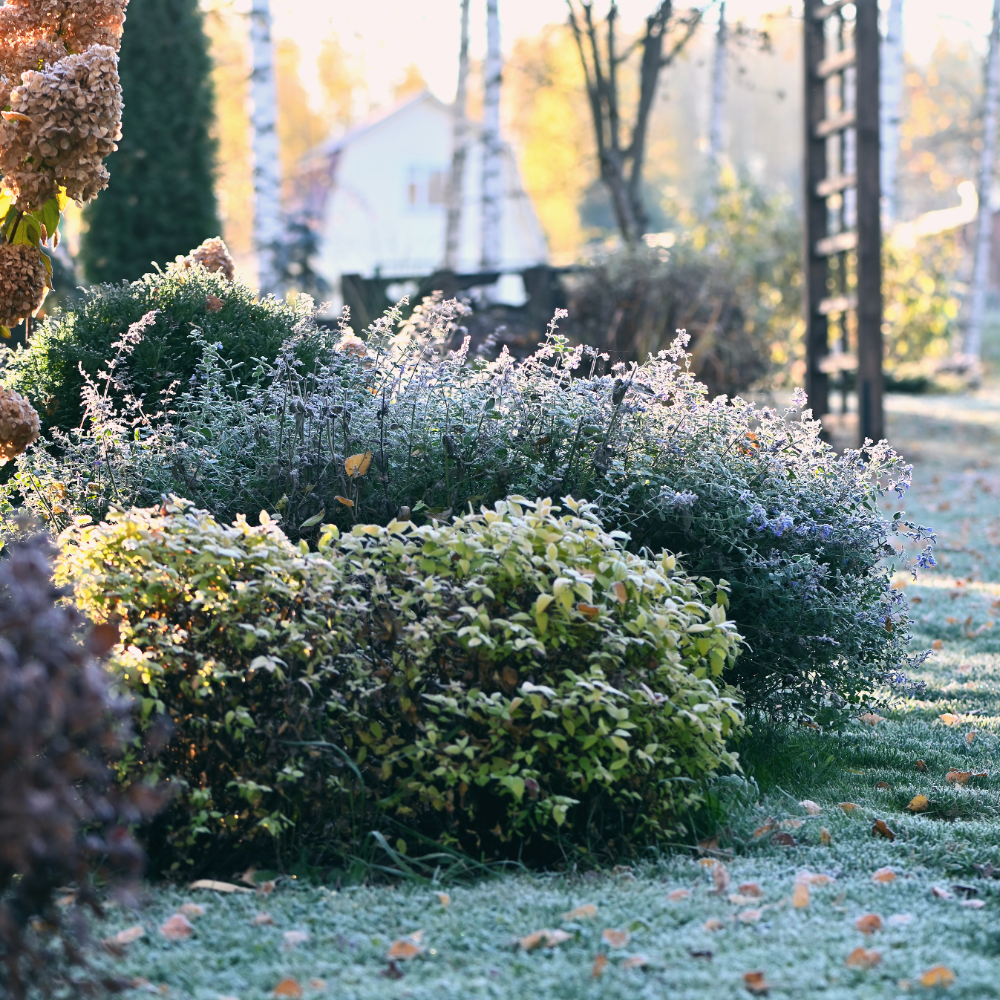 What You Can Do in the Garden in January- Yes, Even When It’s Cold!