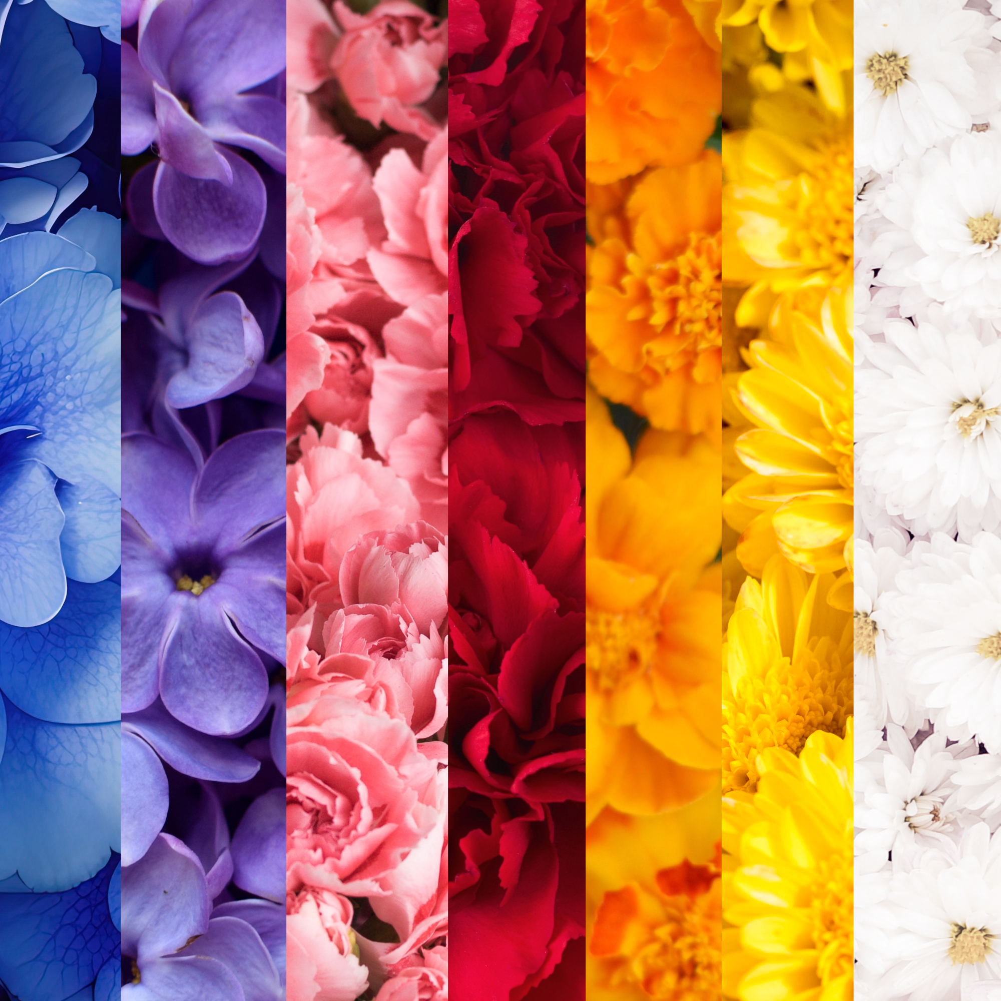 Growing by Colour: Designing a Garden That Feels as Good as It Looks