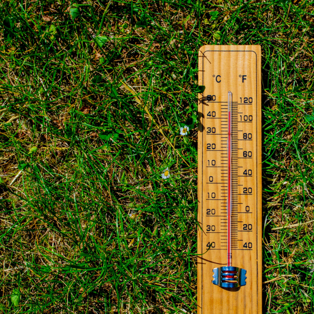 Caring for Your Garden During a Heatwave: A Complete Guide to Keeping Plants (and Wildlife!) Happy