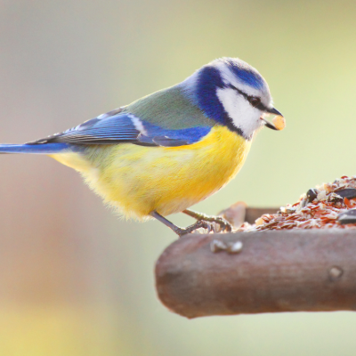 Wild Bird Feed