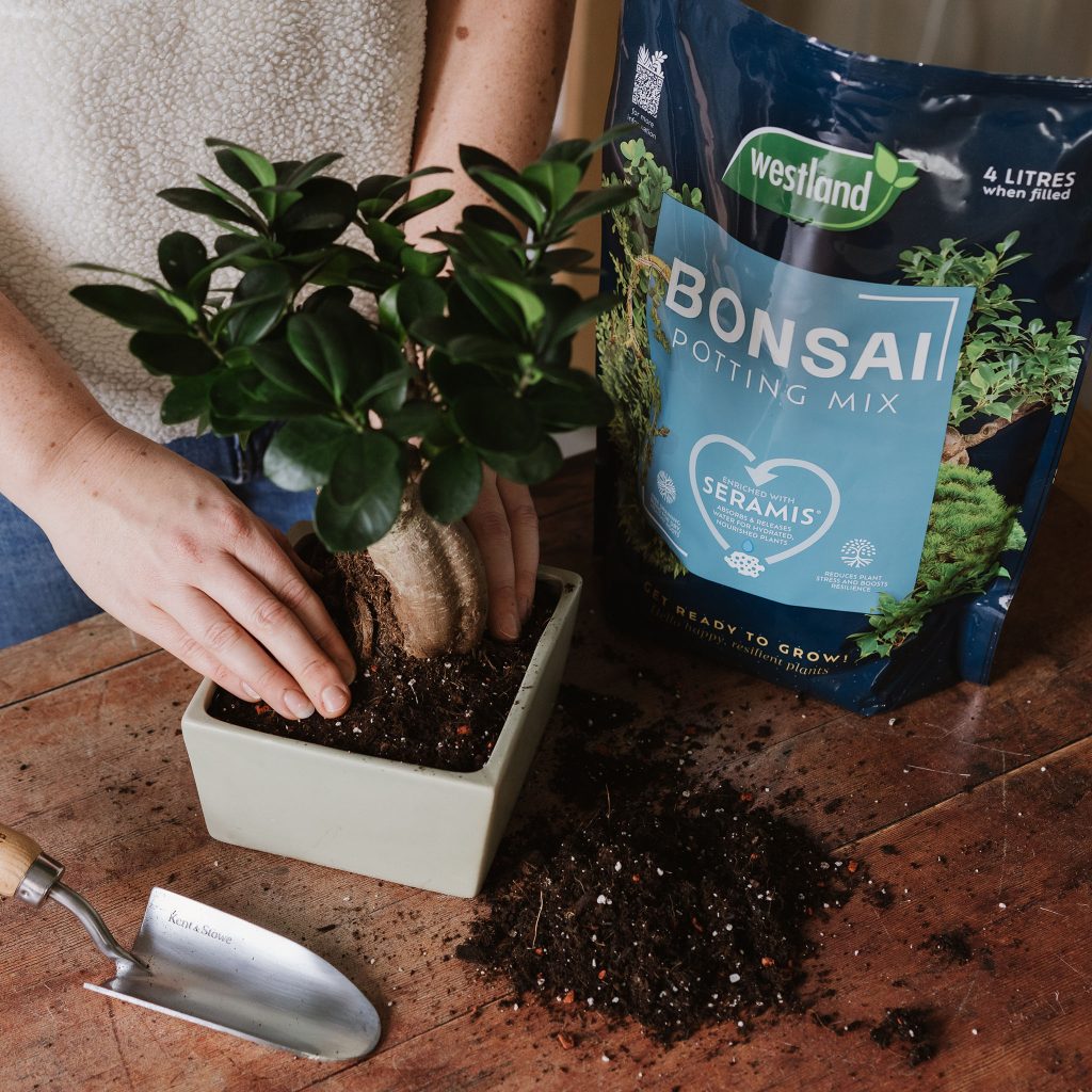Westland Bonsai Potting Mix 4L