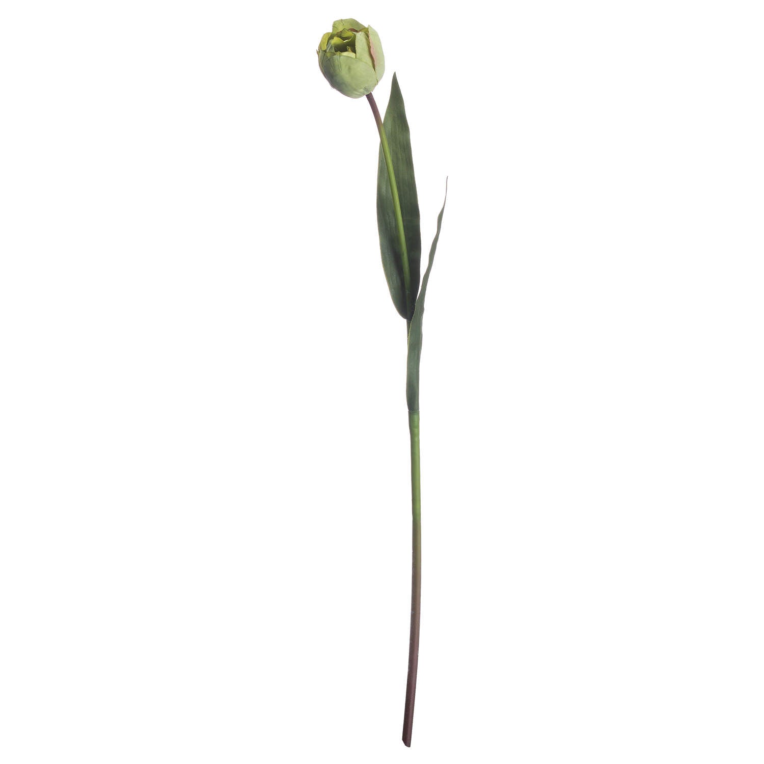 Hill Interiors Green Tulip