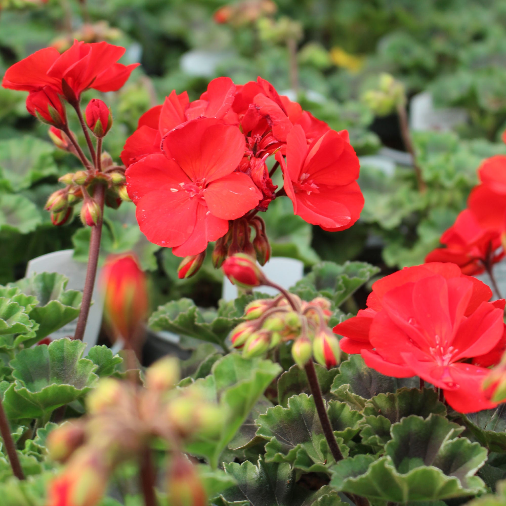 Geranium Zonal Dolce Vita Mylena Red 10.5cm