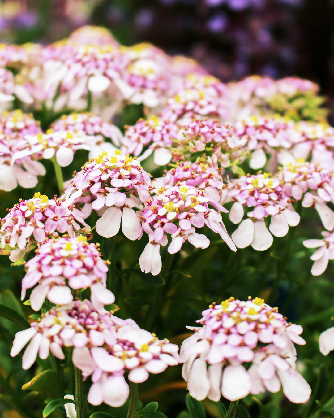 Iberis 'Pink Ice' 1L
