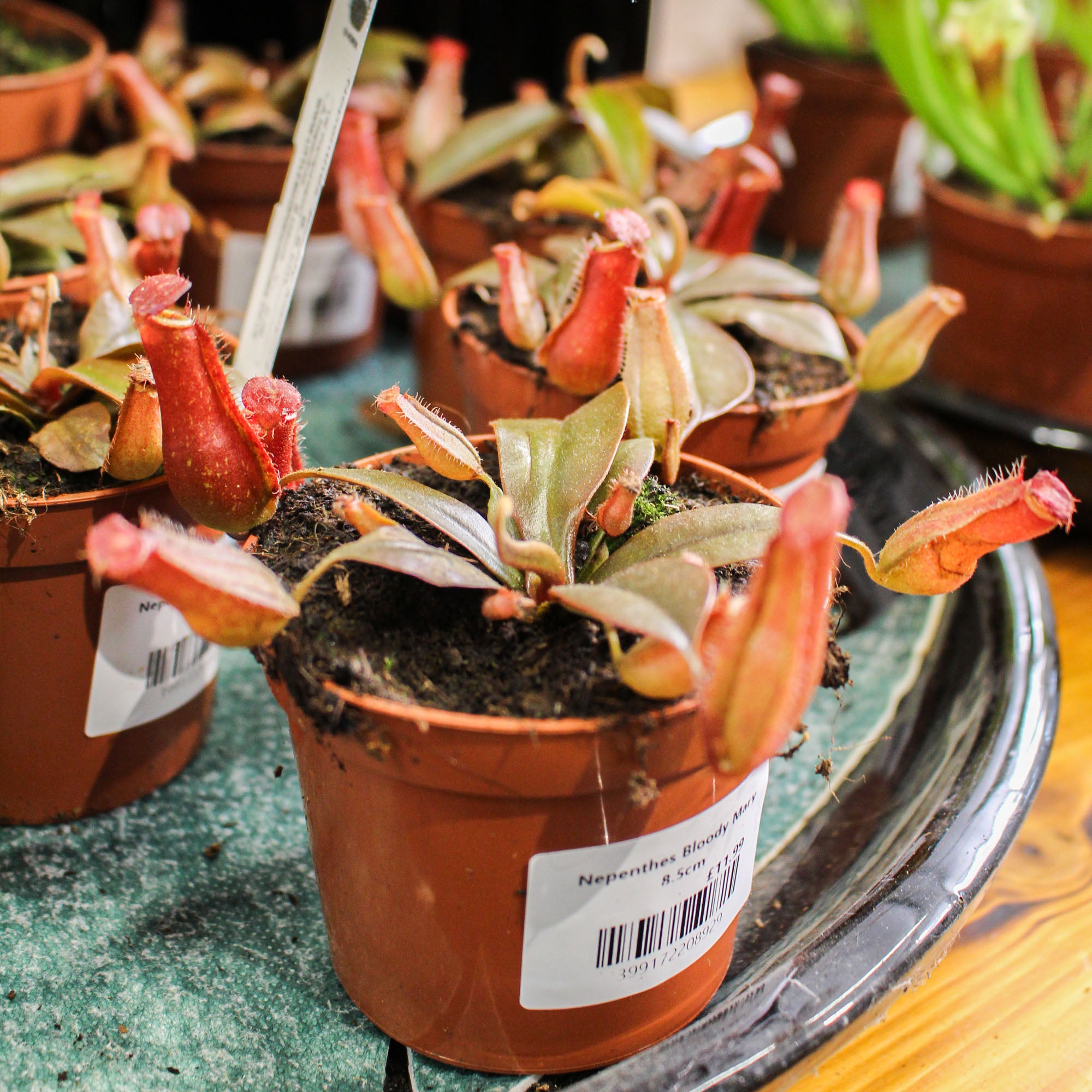 Nepenthes 'Pitcher Plant' Bloody Mary 8.5cm