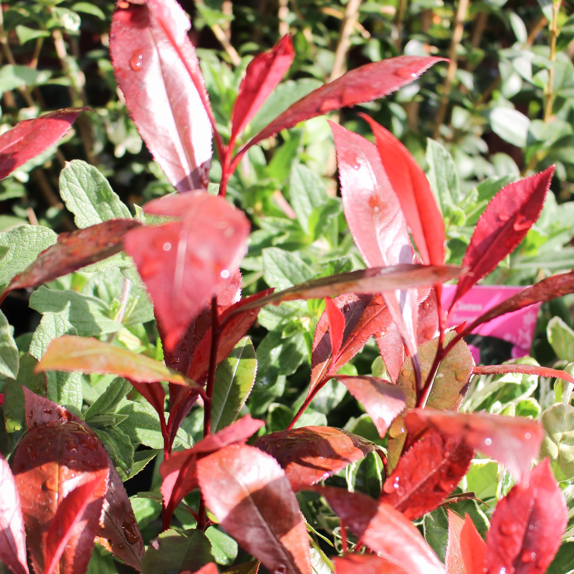 Photinia fraseri Devils Dream 2.3L