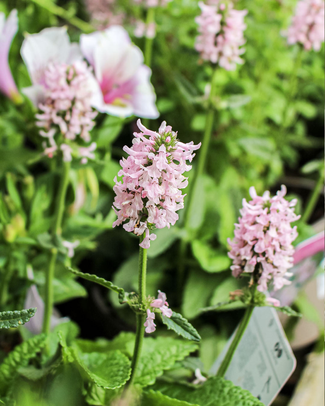 Stachys 'Lambs Ear' Summer Sweets 2L