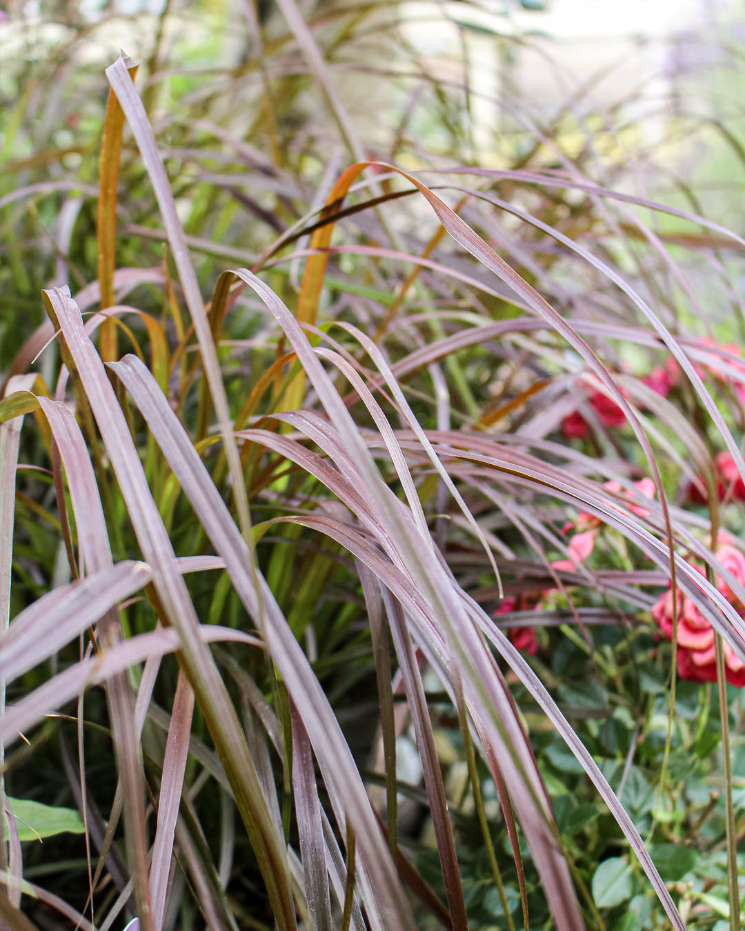 Pennisetum Rubrum 2L