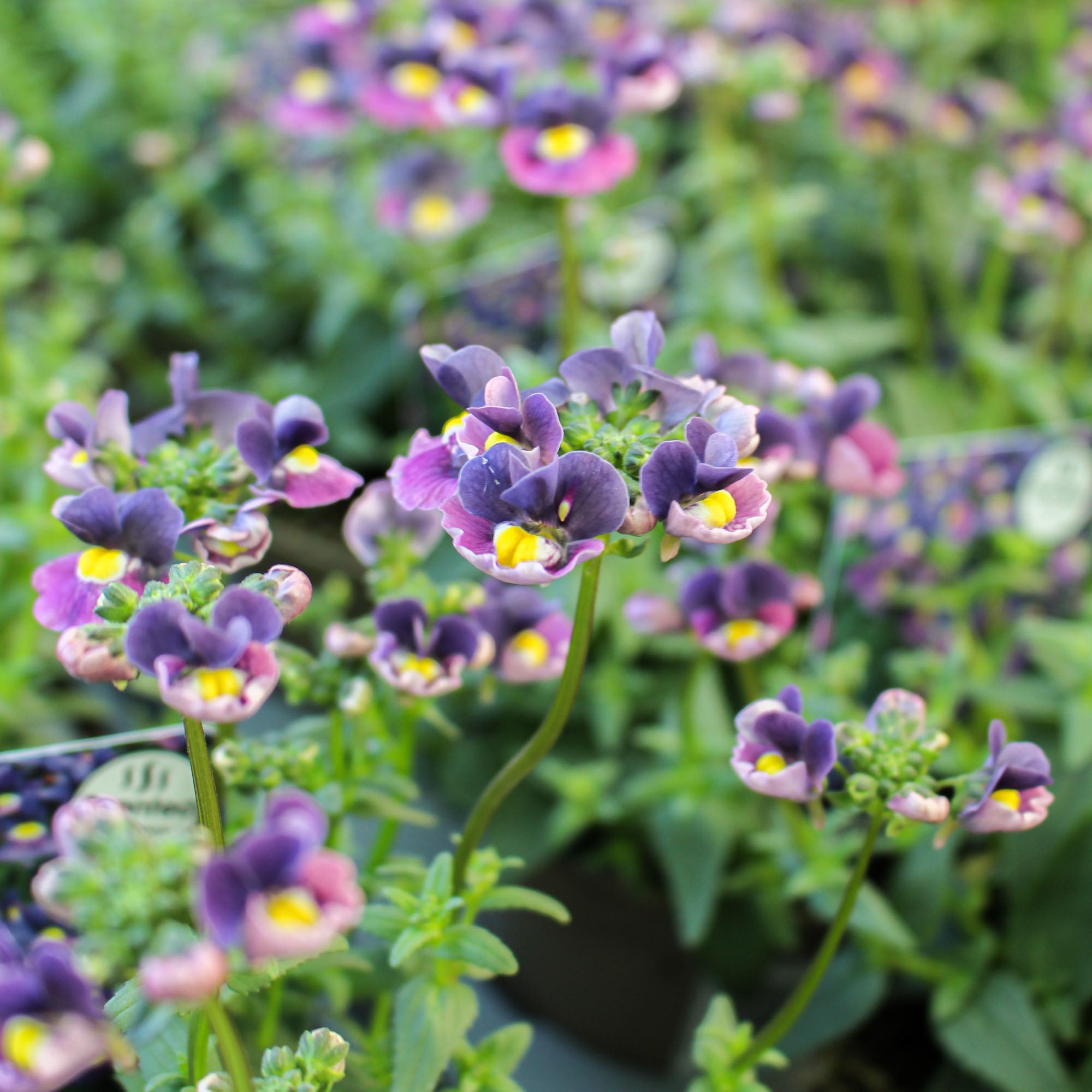 Nemesia ‘Evening Dusk’ 1L
