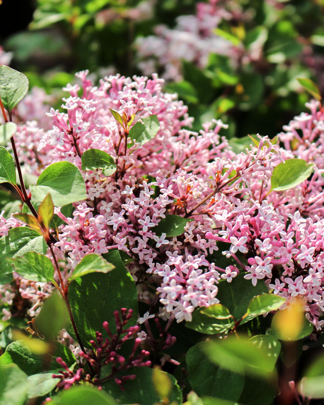 Syringa Dwarf Lilac 'Flowerfesta Purple' 3L