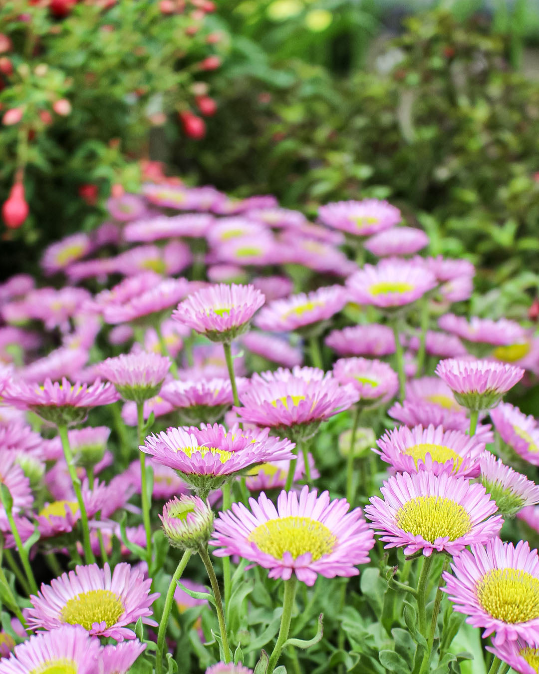 Erigeron 'Mexican Fleabane' Sea Breeze 3L
