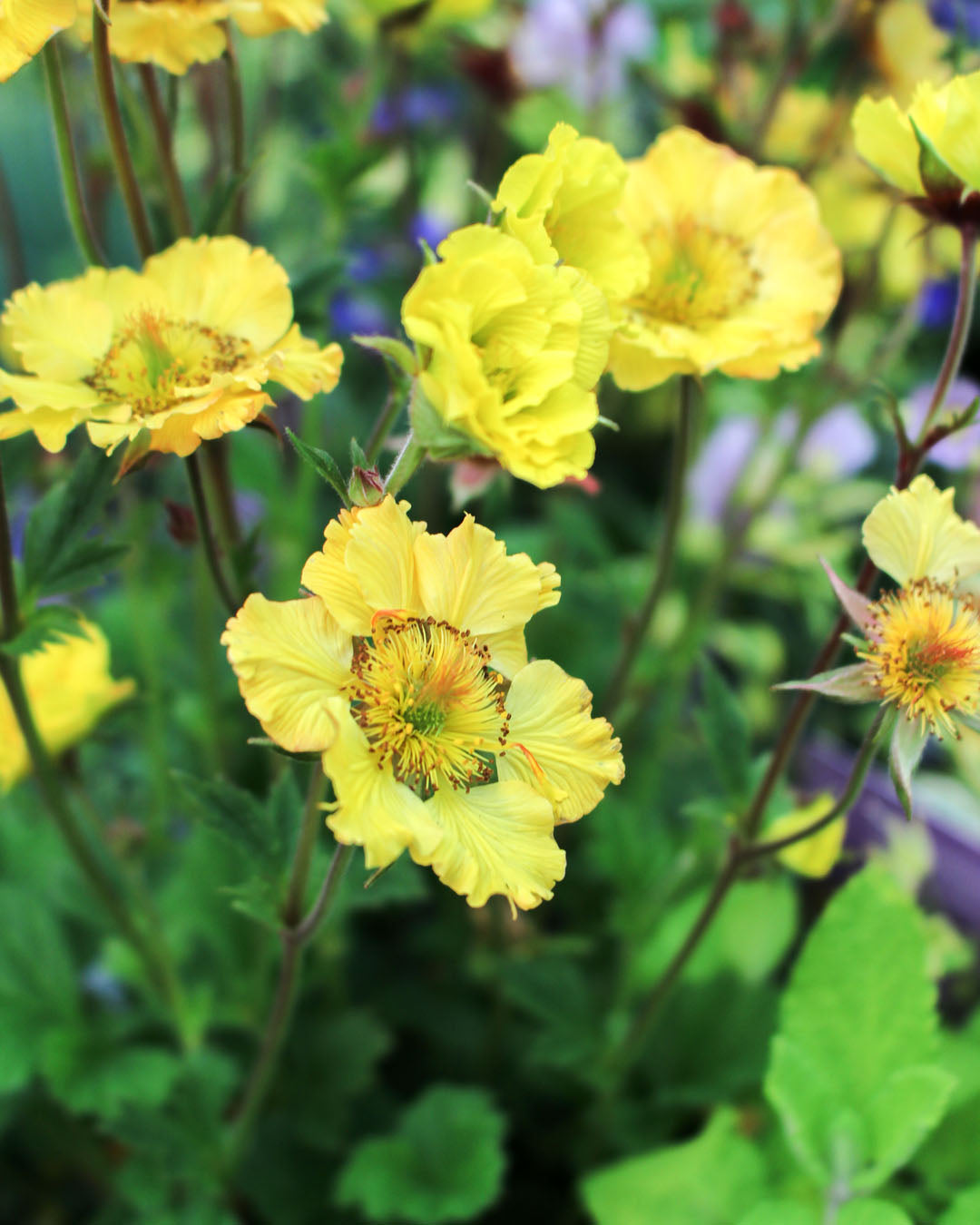Geum 'Massimo Giallo' 2L