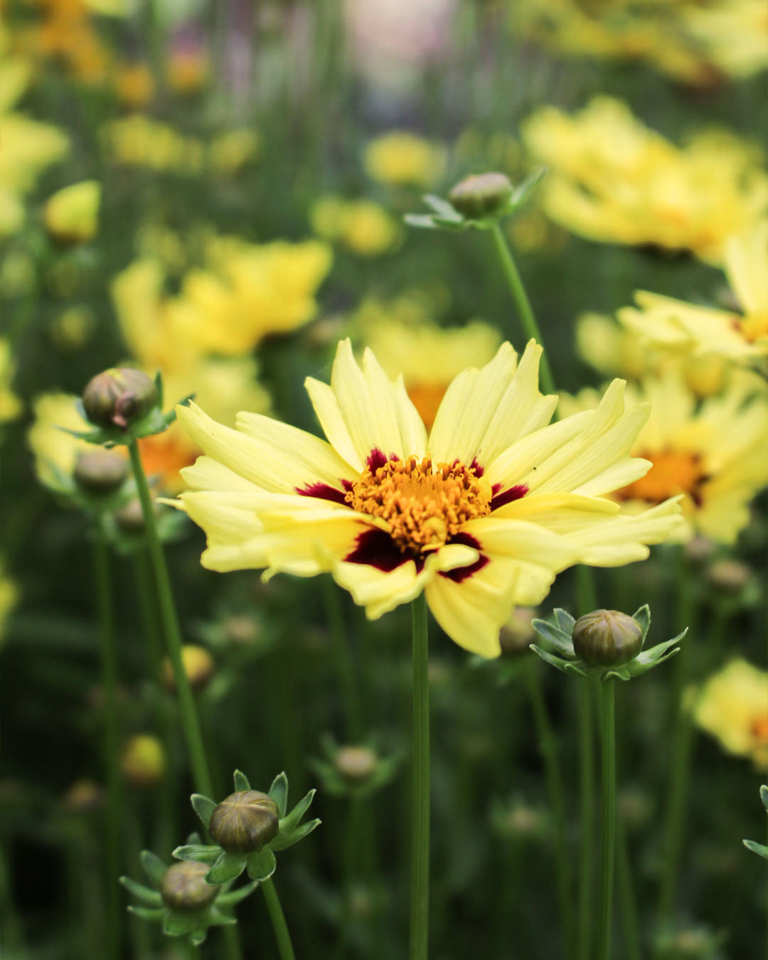 Coreopsis Solar Moon 3L
