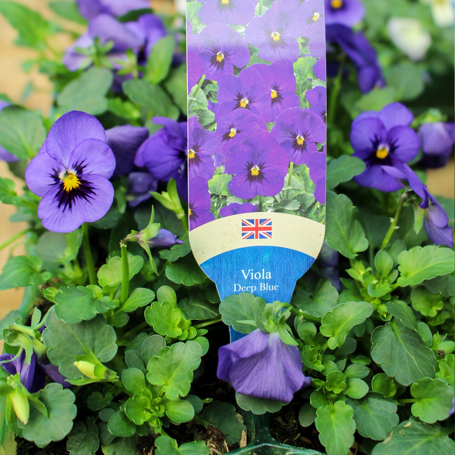 Viola 6 Pack