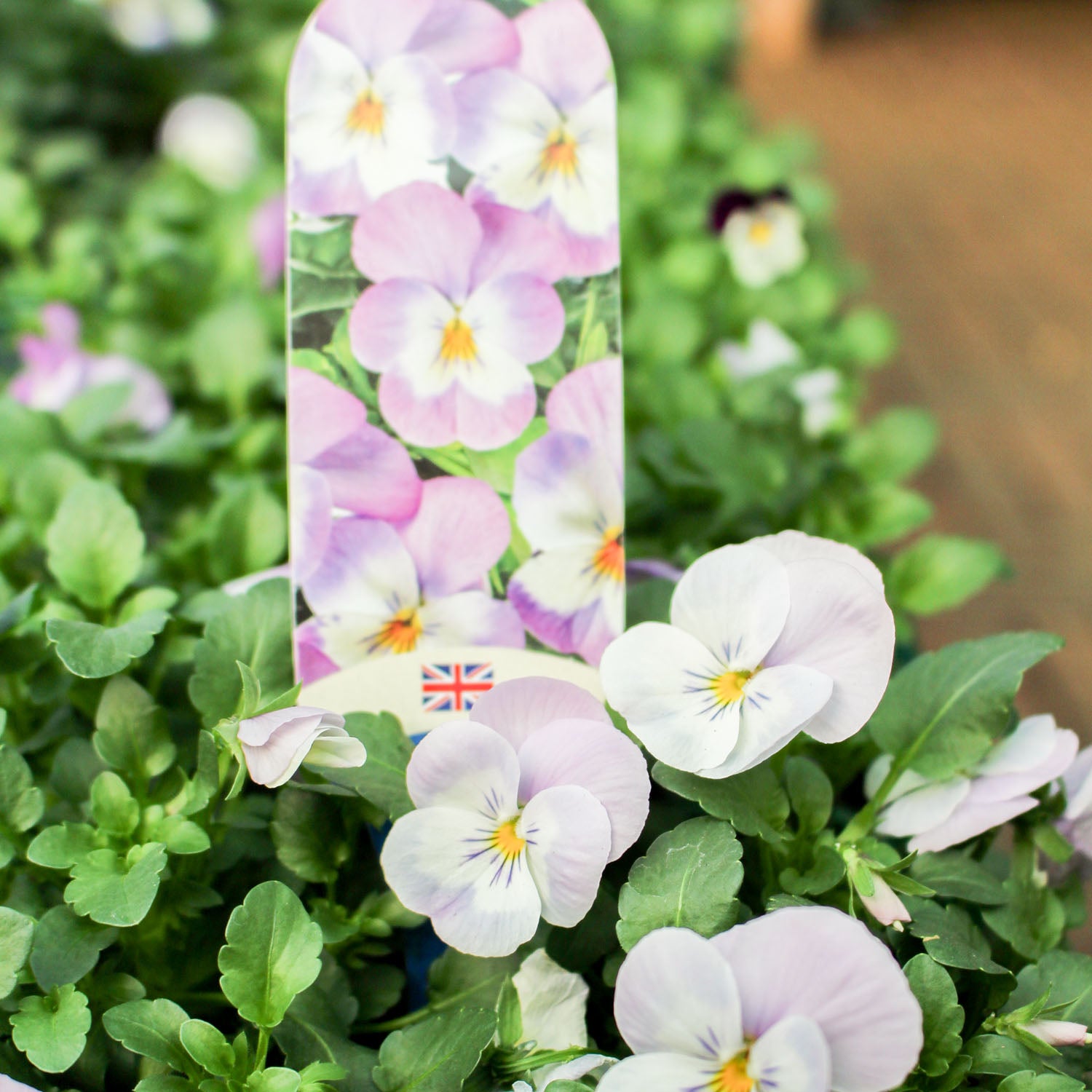 Viola 6 Pack