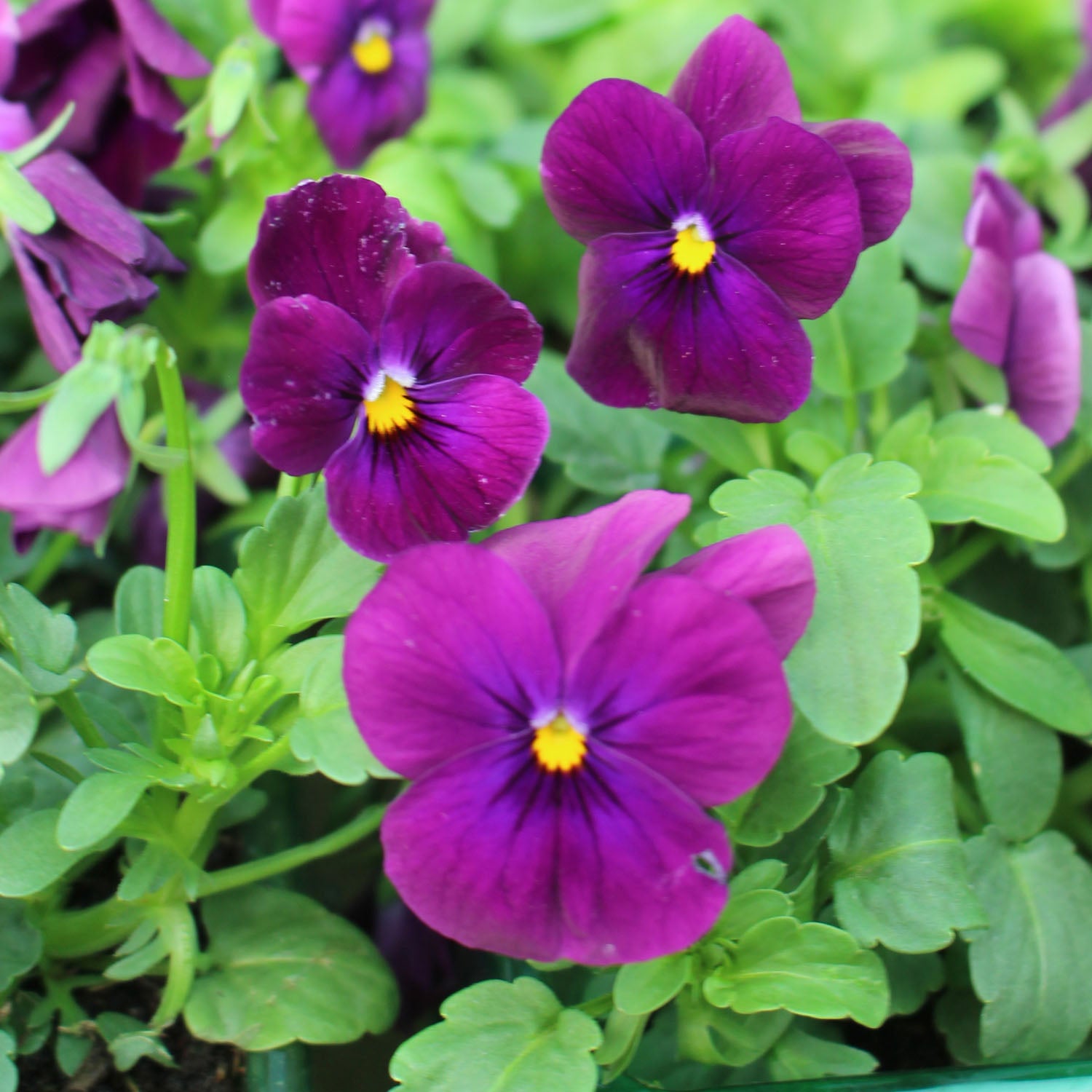 Viola 6 Pack