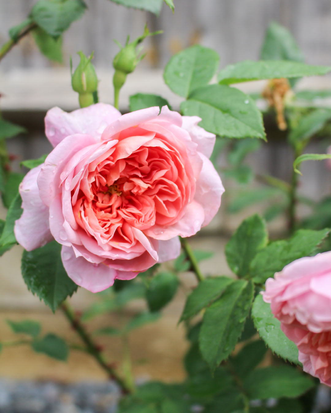 Rosa 'Emma Bridgewater' Shrub Rose 6L