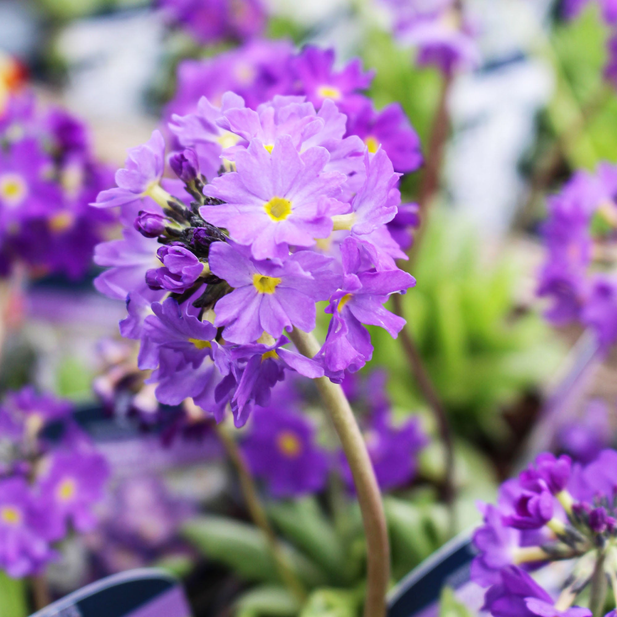 Primula Denticulata Lilac 9cm