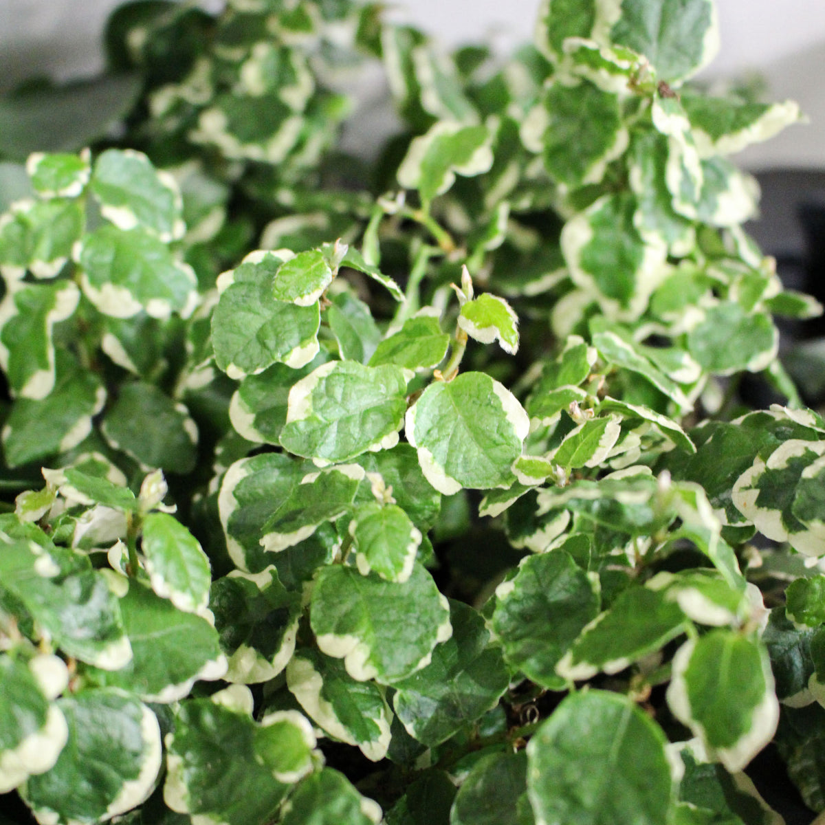 Ficus Pumila Bellus 'Creeping Fig' 6cm