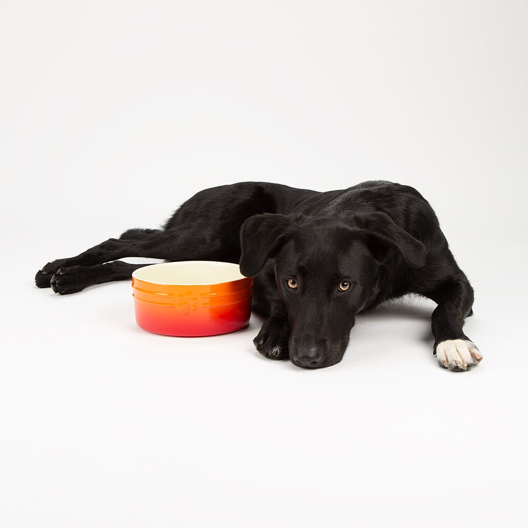 Scruffs Ombre Food Bowl Orange