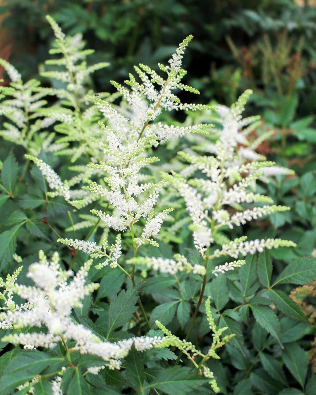 Astilbe Mixed 5L