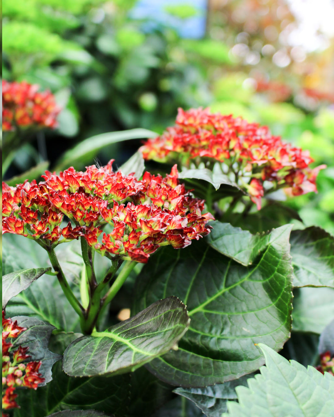 Hydrangea 'Royalty' 3.5L