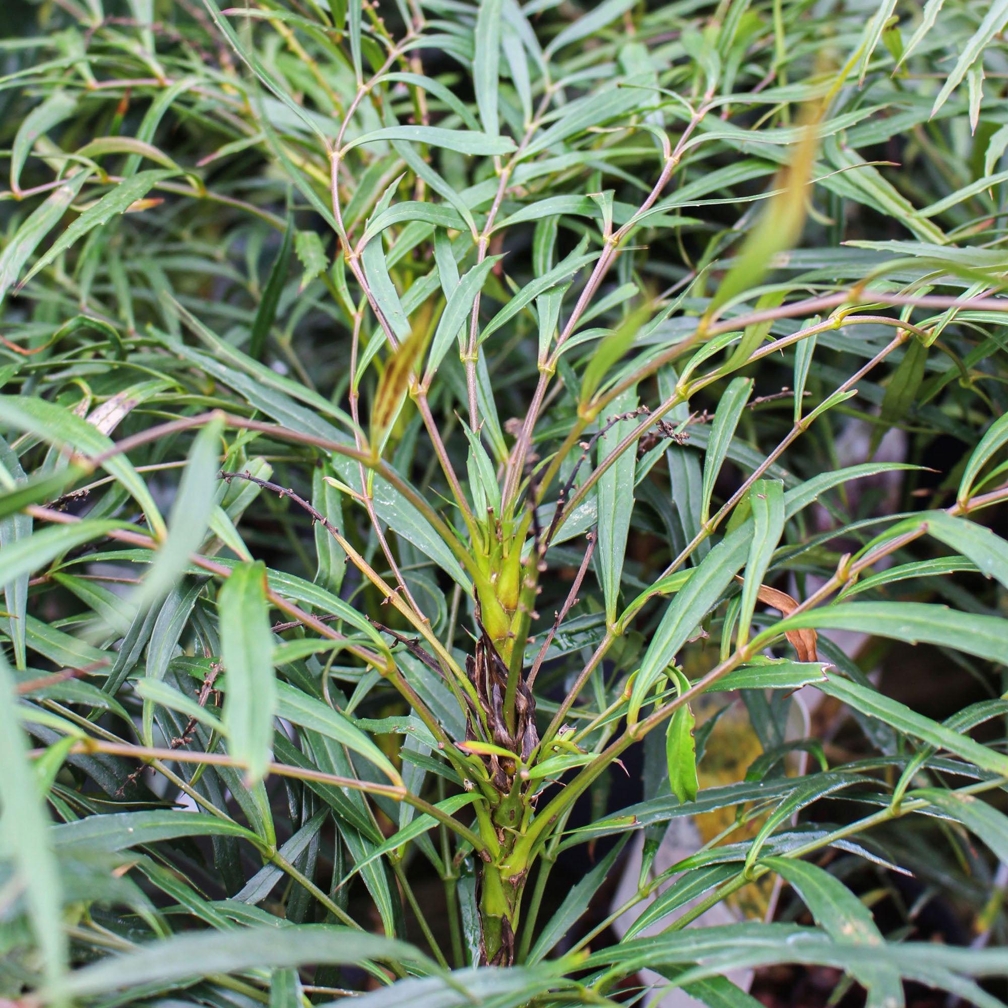Mahonia Meteor 3L