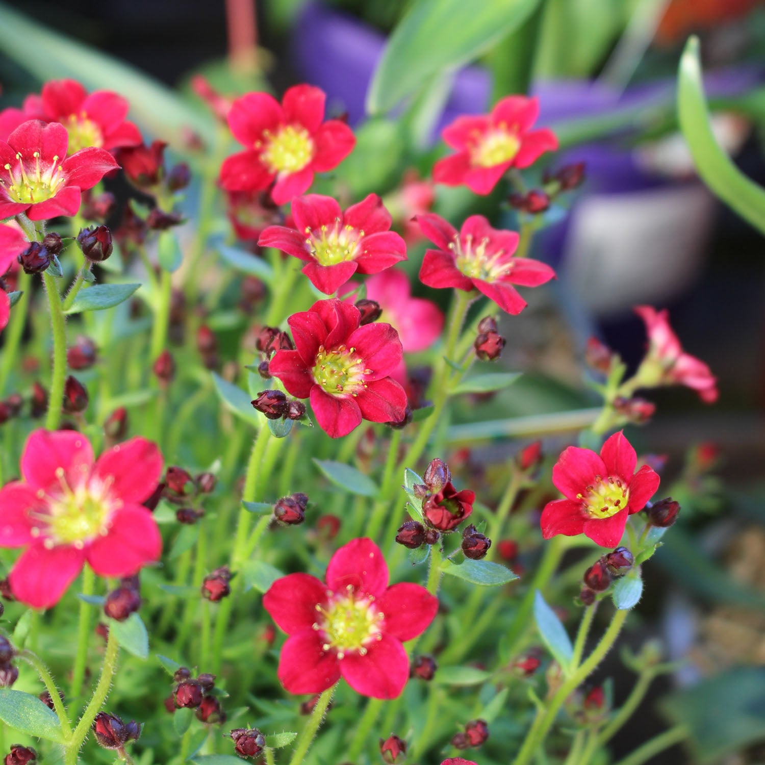 Saxifraga Arendsii Peter Pan 13cm