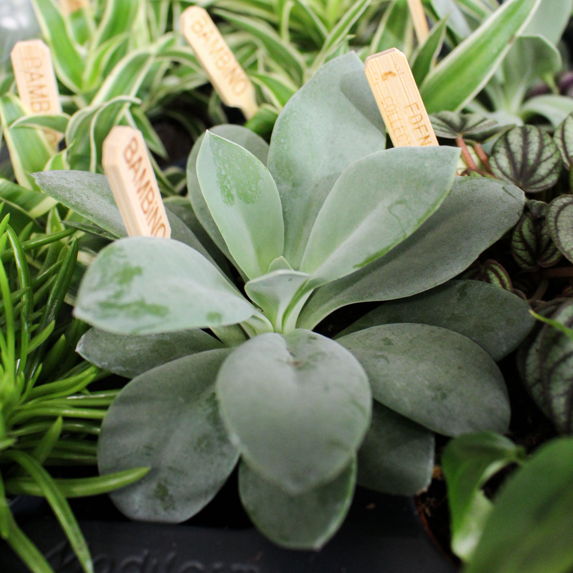 Bambino Houseplant Mix 5.5cm