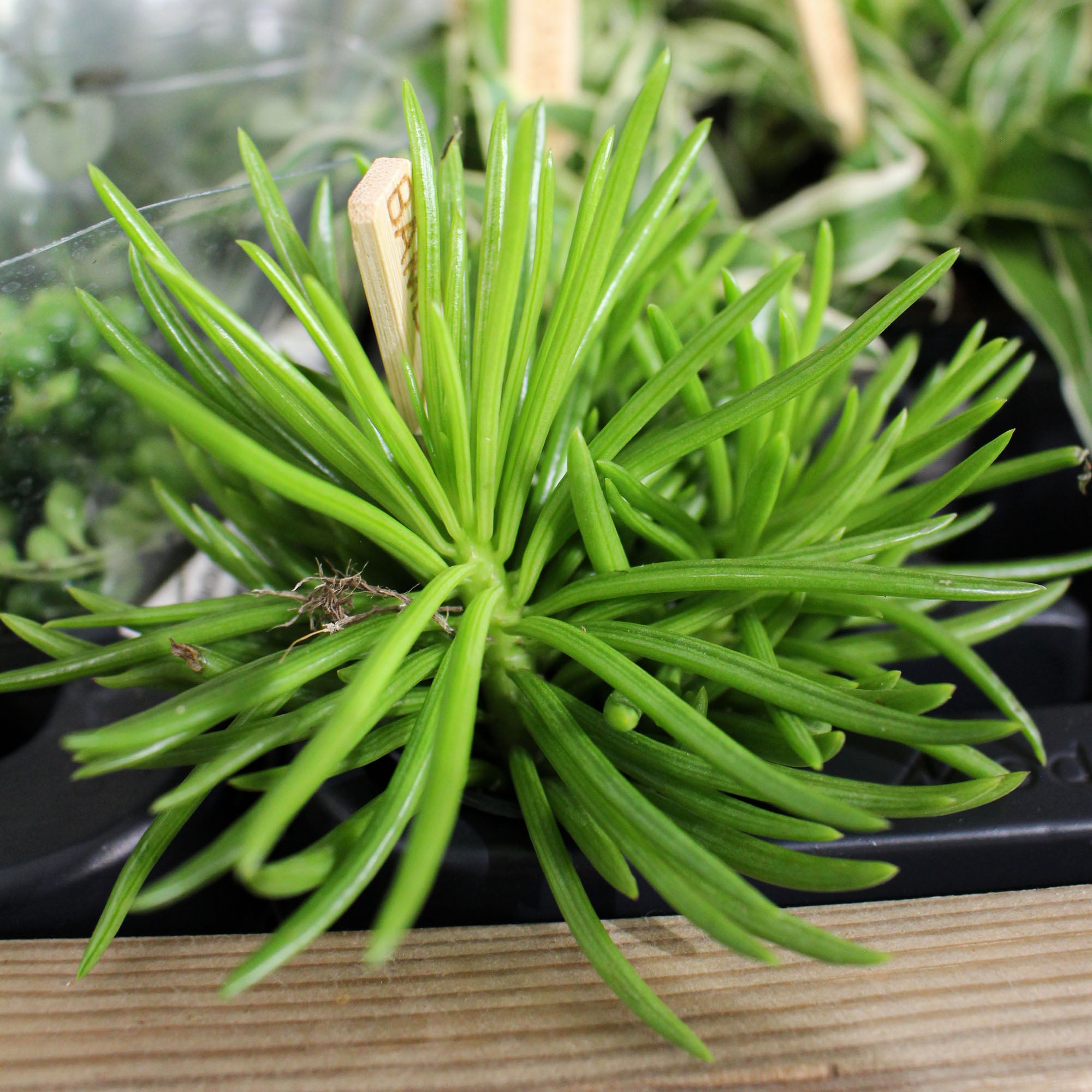 Bambino Houseplant Mix 5.5cm