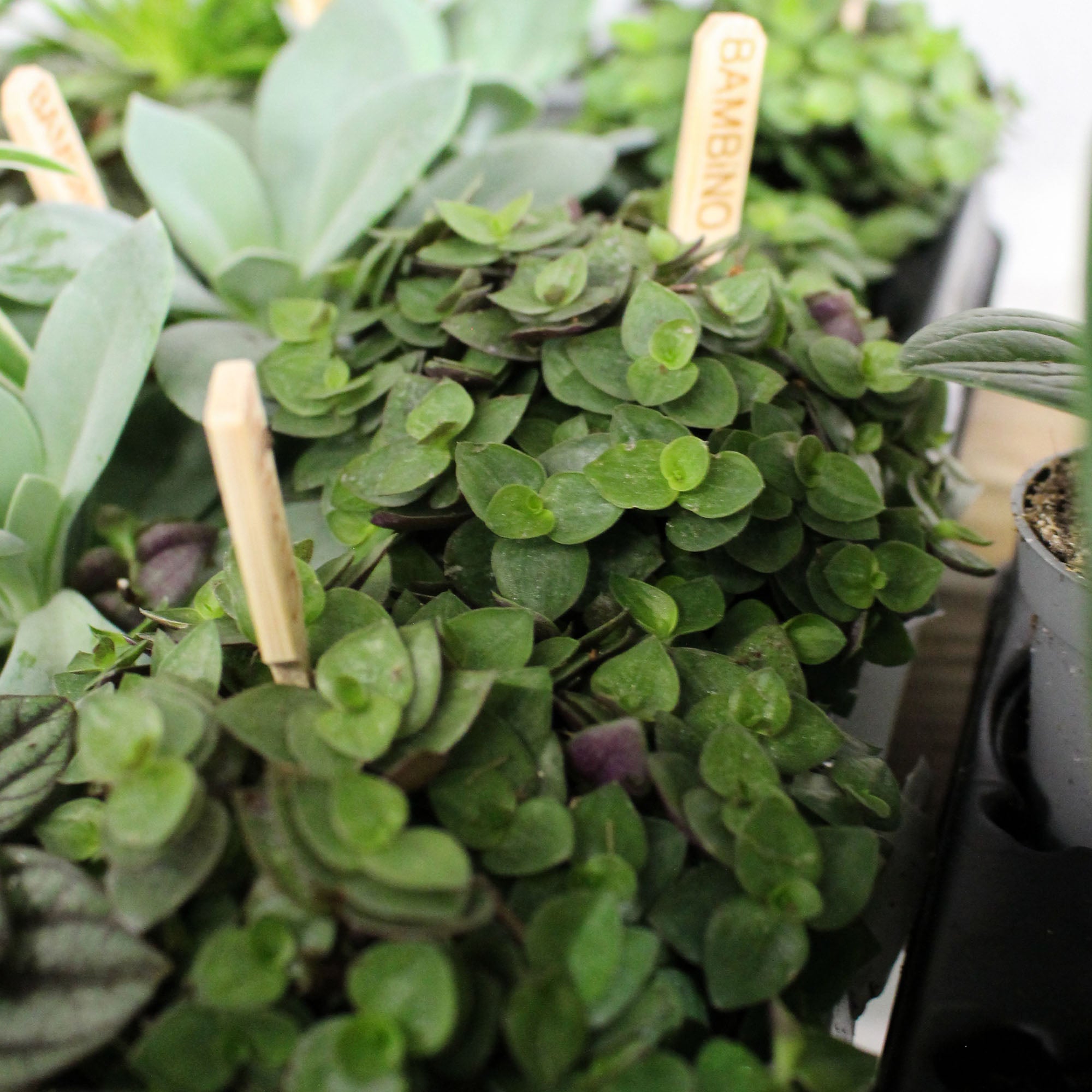 Bambino Houseplant Mix 5.5cm