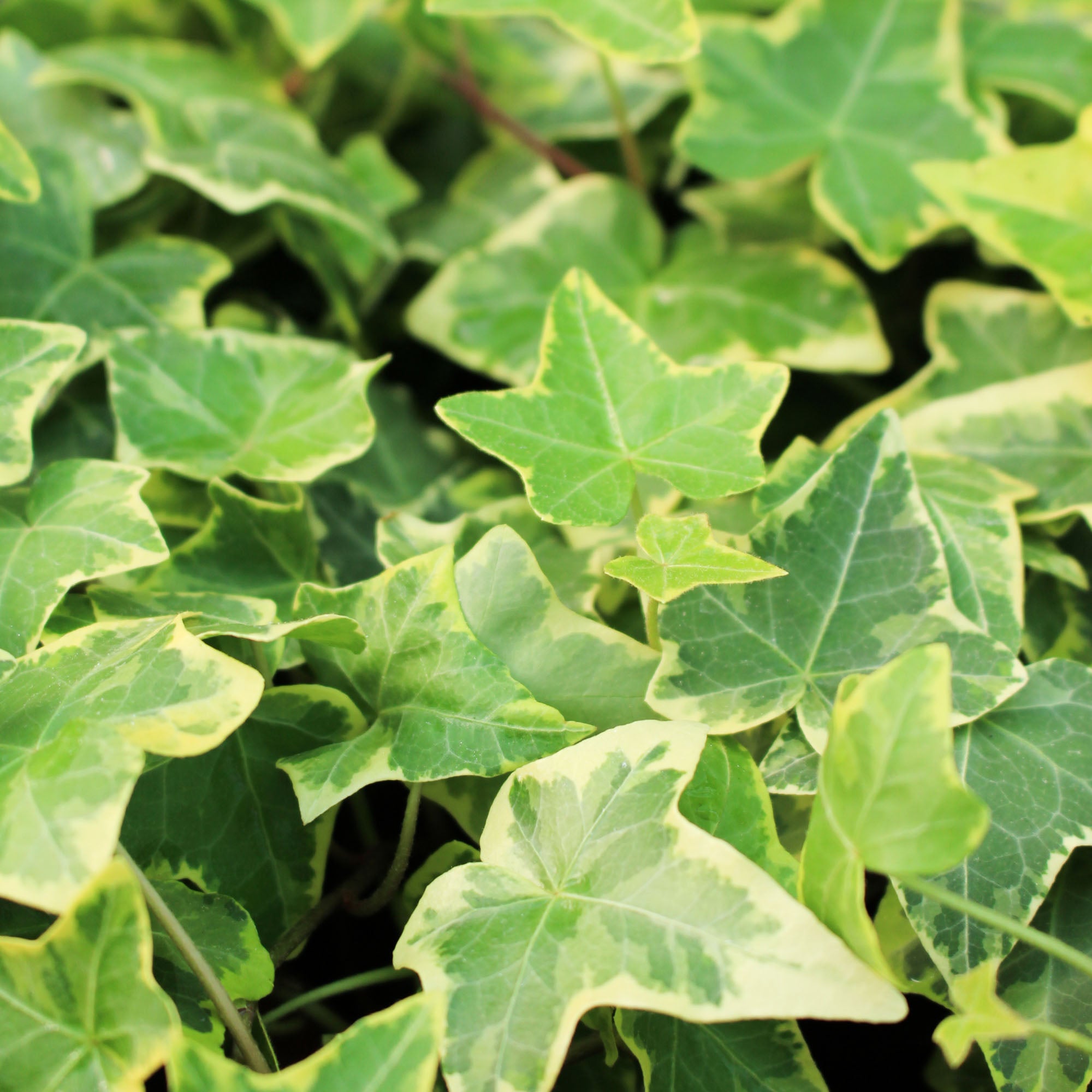 Hedera Helix Goldchild 8.5cm