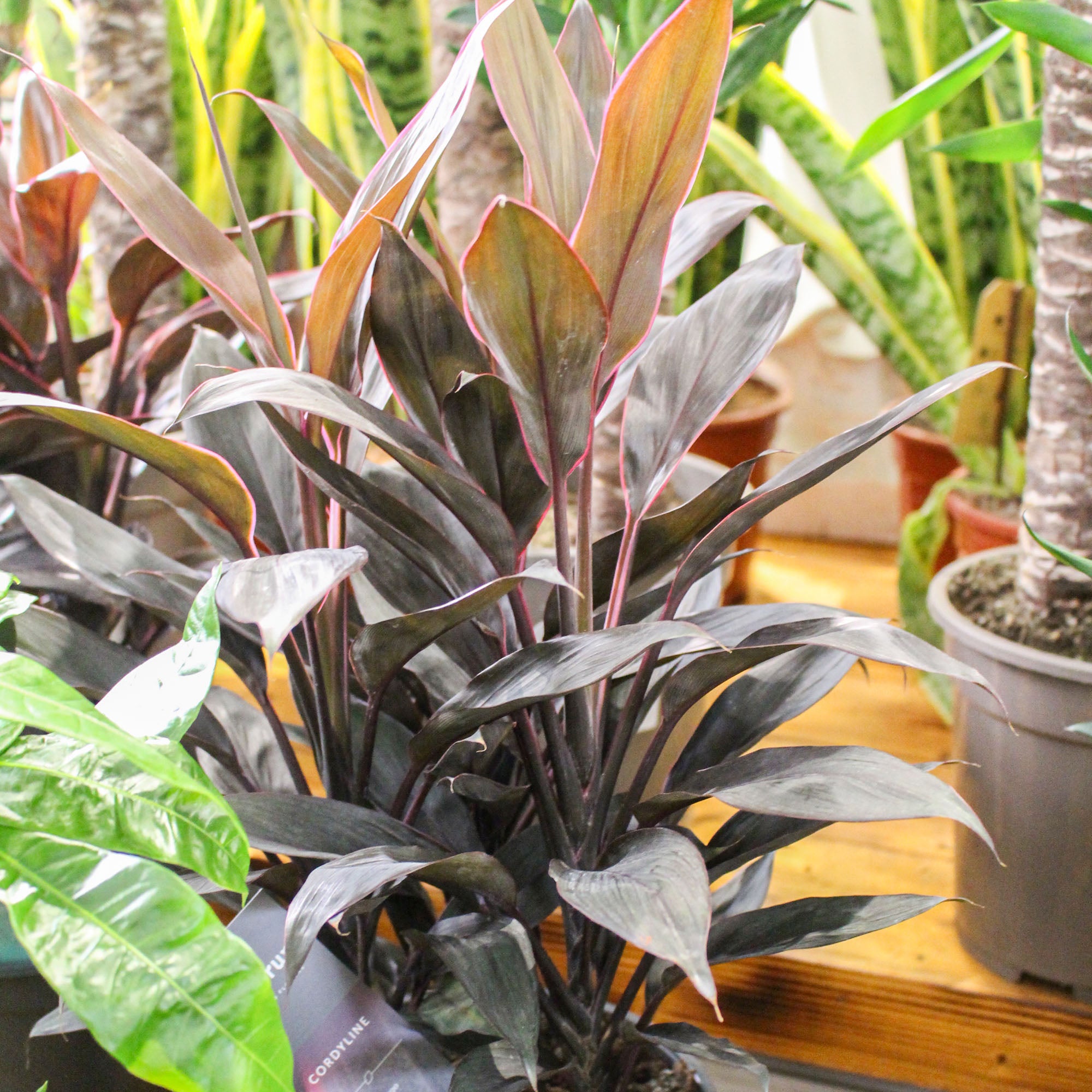 Cordyline 'Cabbage Palm' 19cm