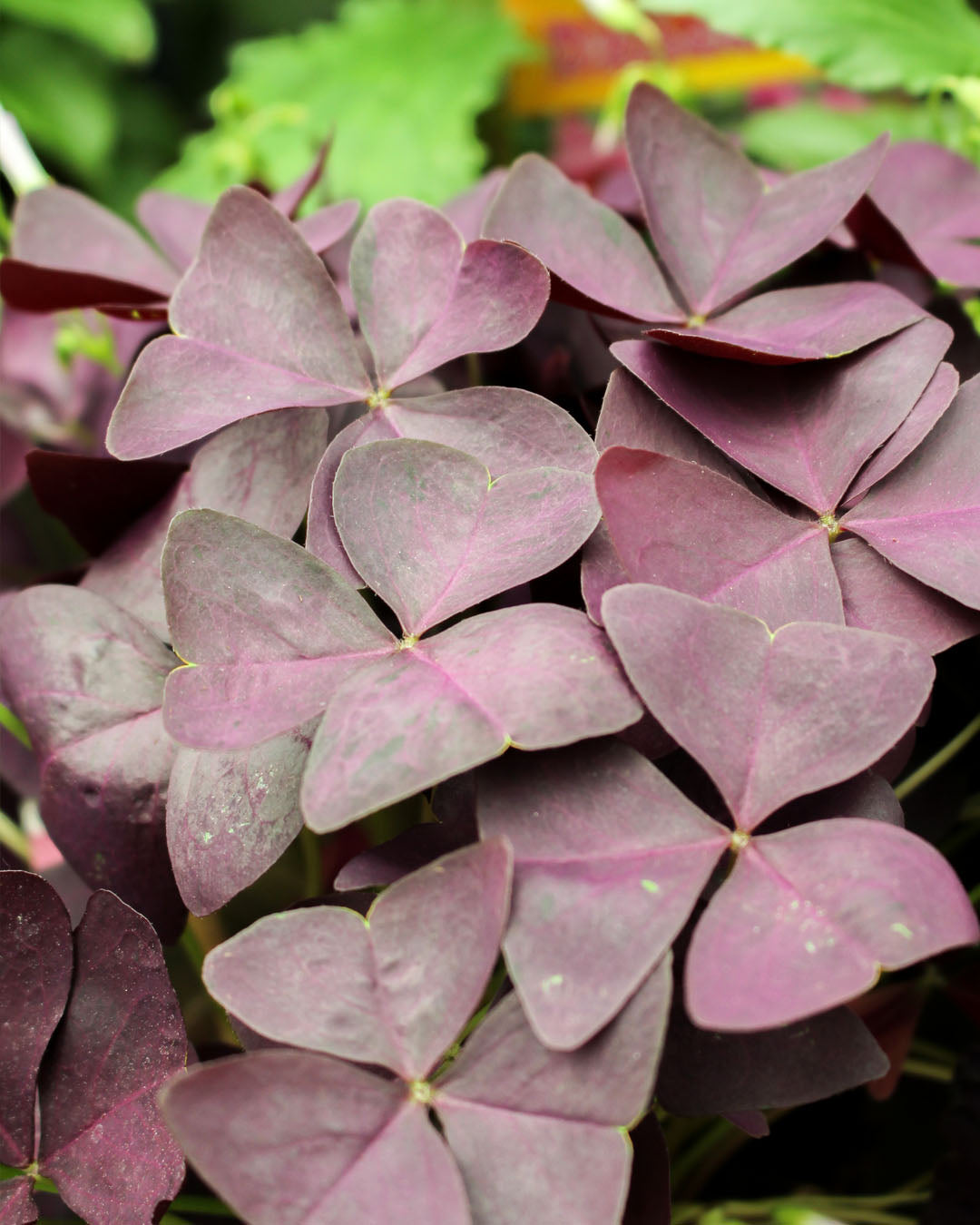 Oxalis 'Mijke' Wood Sorrel 12cm