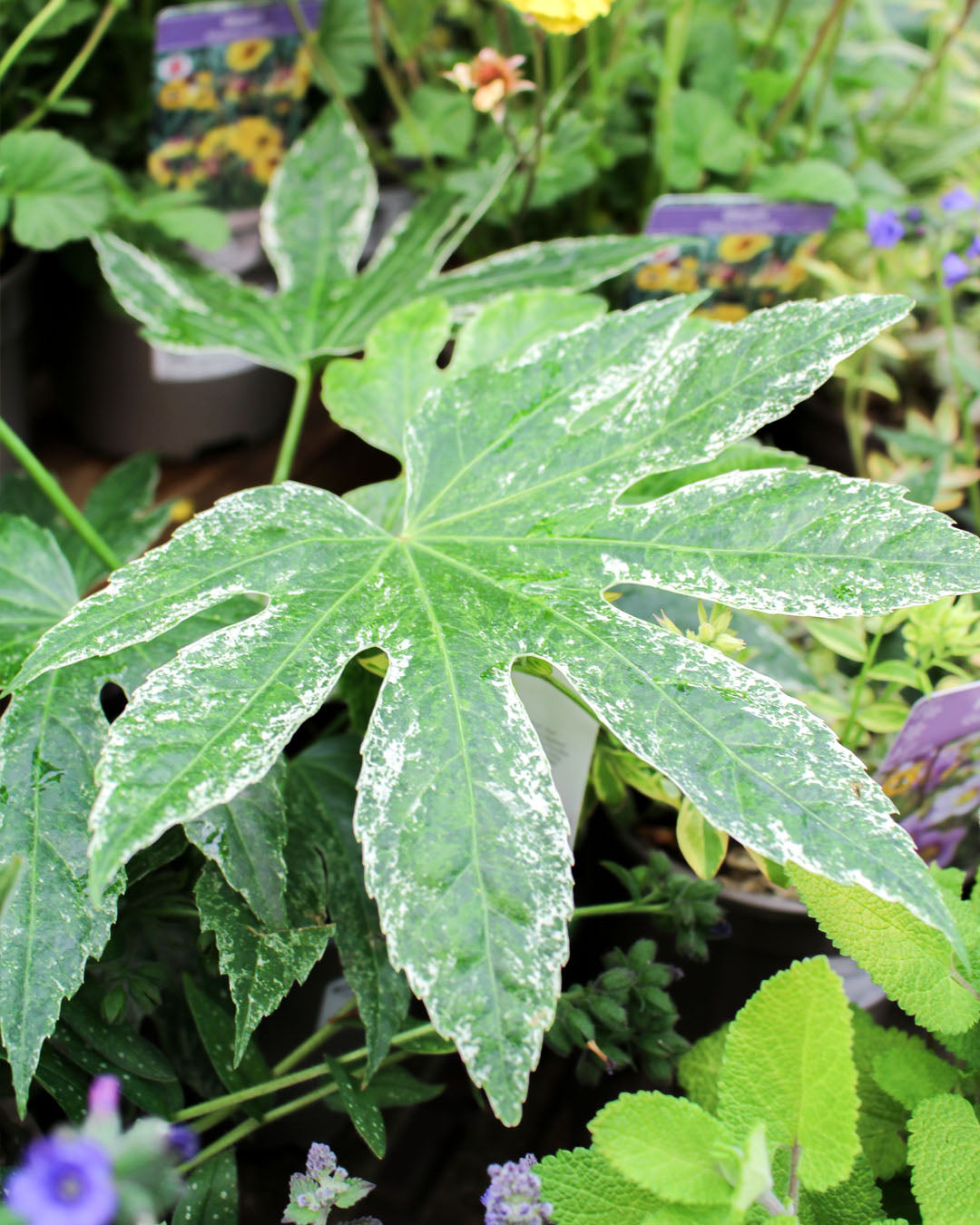 Fatsia Japonica 'Spider Web' 17cm