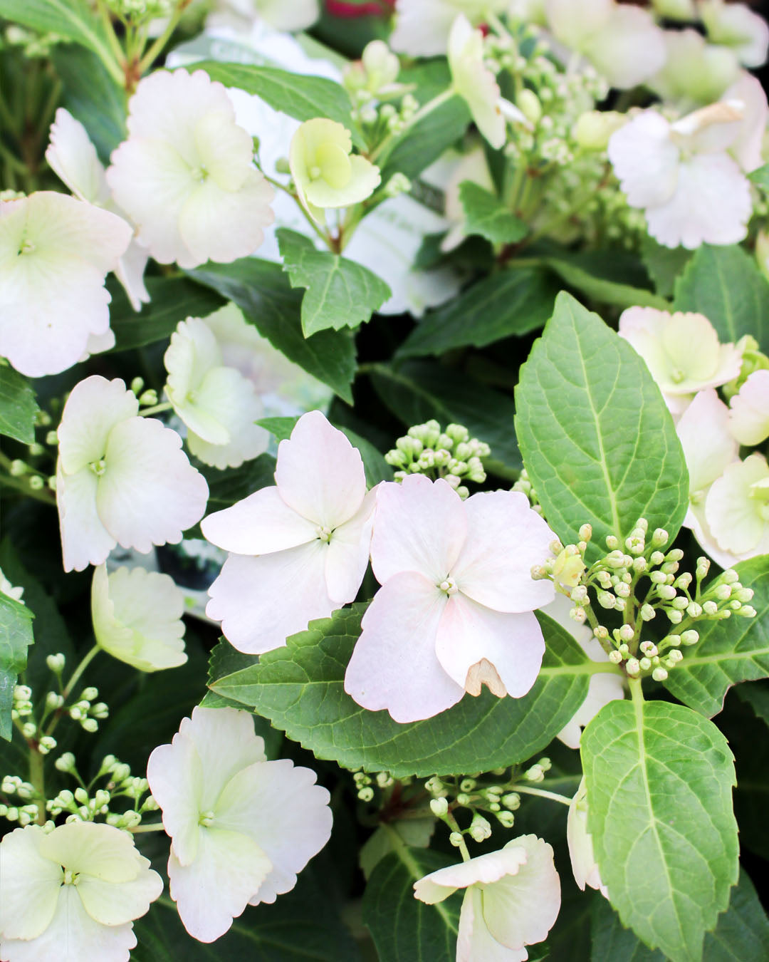 Hydrangea Hybrid 'Runaway Bride' 19cm
