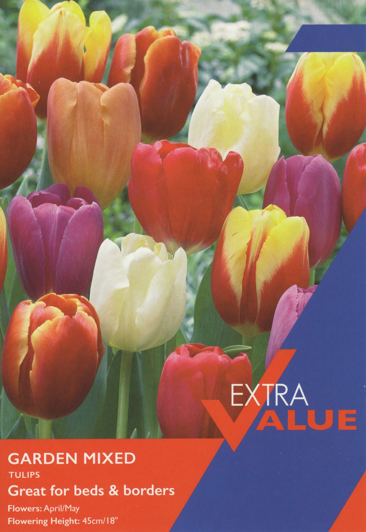 Taylor's Bulbs Tulip Extra Value Pack Garden Mixed