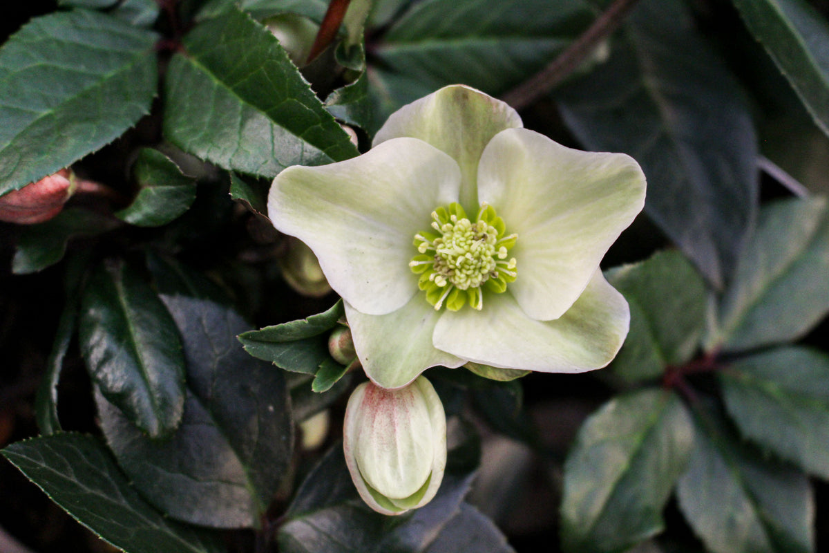 Hellebore × Ballardiae ‘Cinnamon Snow’ 2L