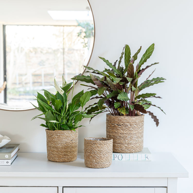 Ivyline Theo Natural Basket