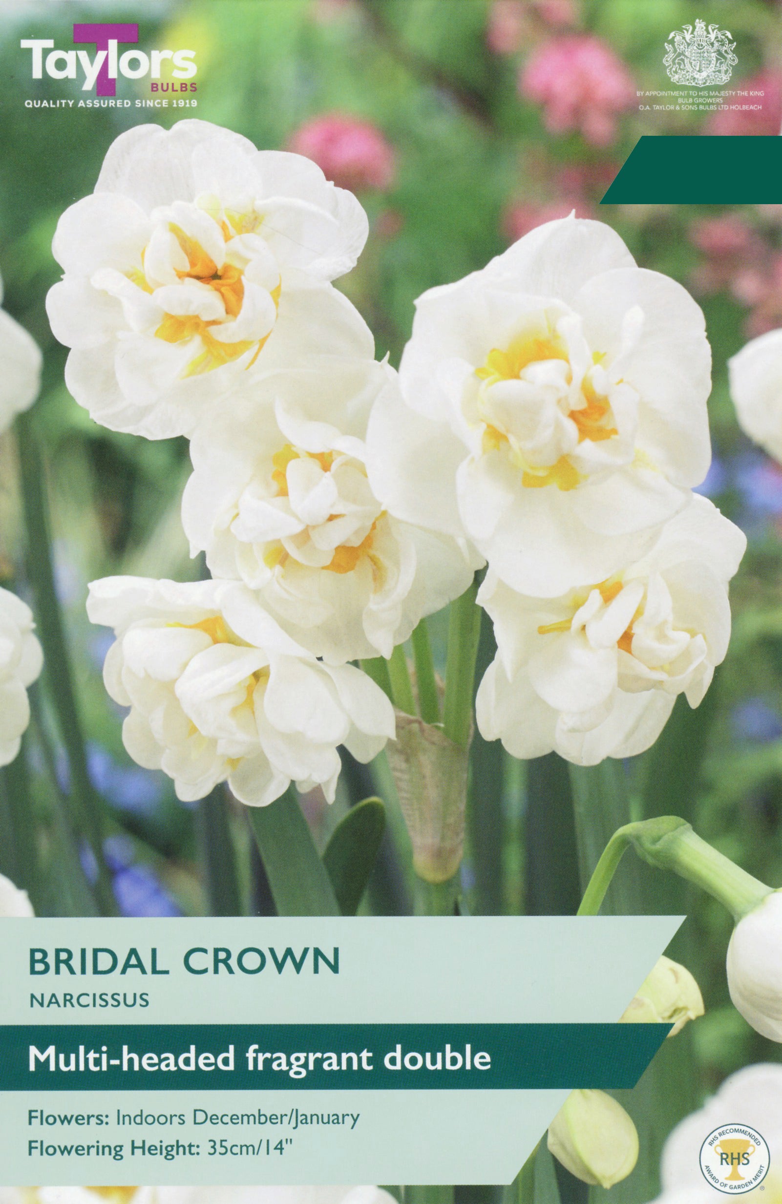 Taylor's Bulbs Choice Pack Narcissus Bridal Crown