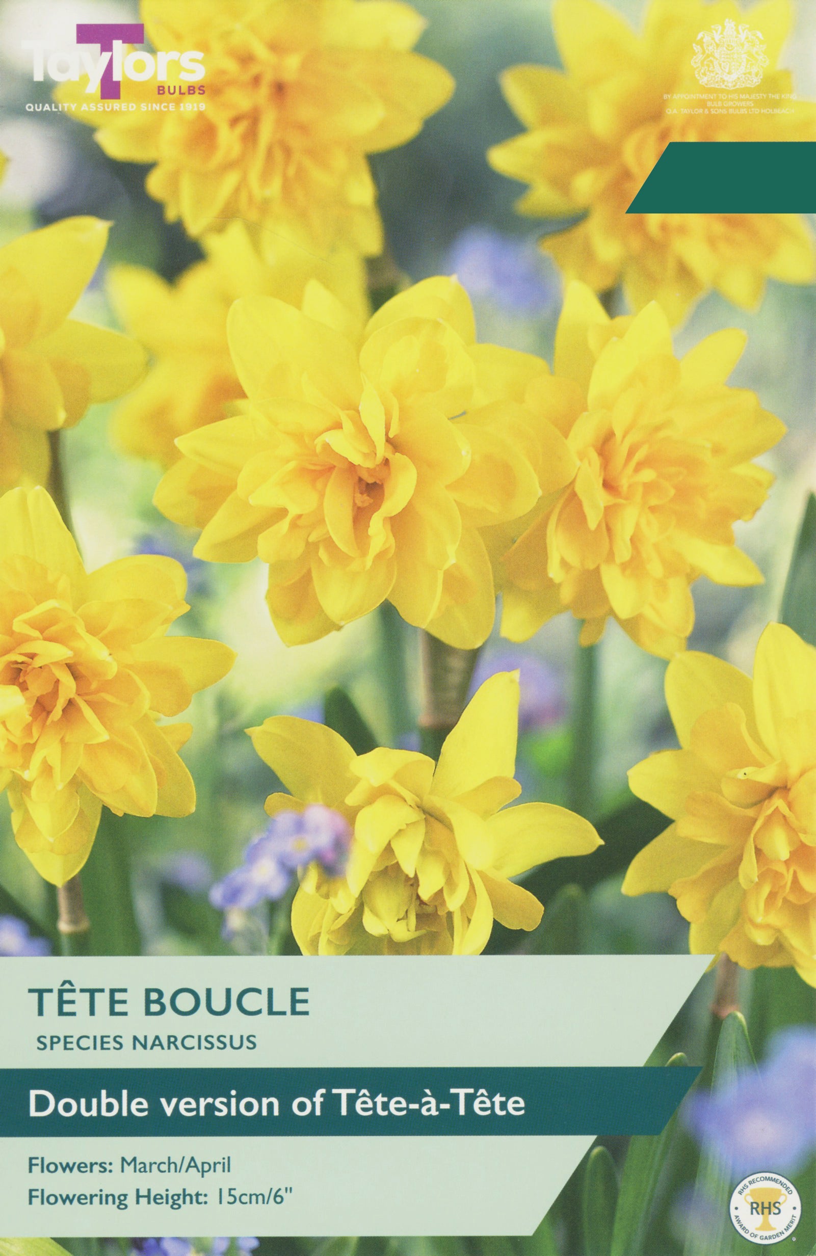 Taylor's Bulbs Choice Pack Narcissus Tete Boucle