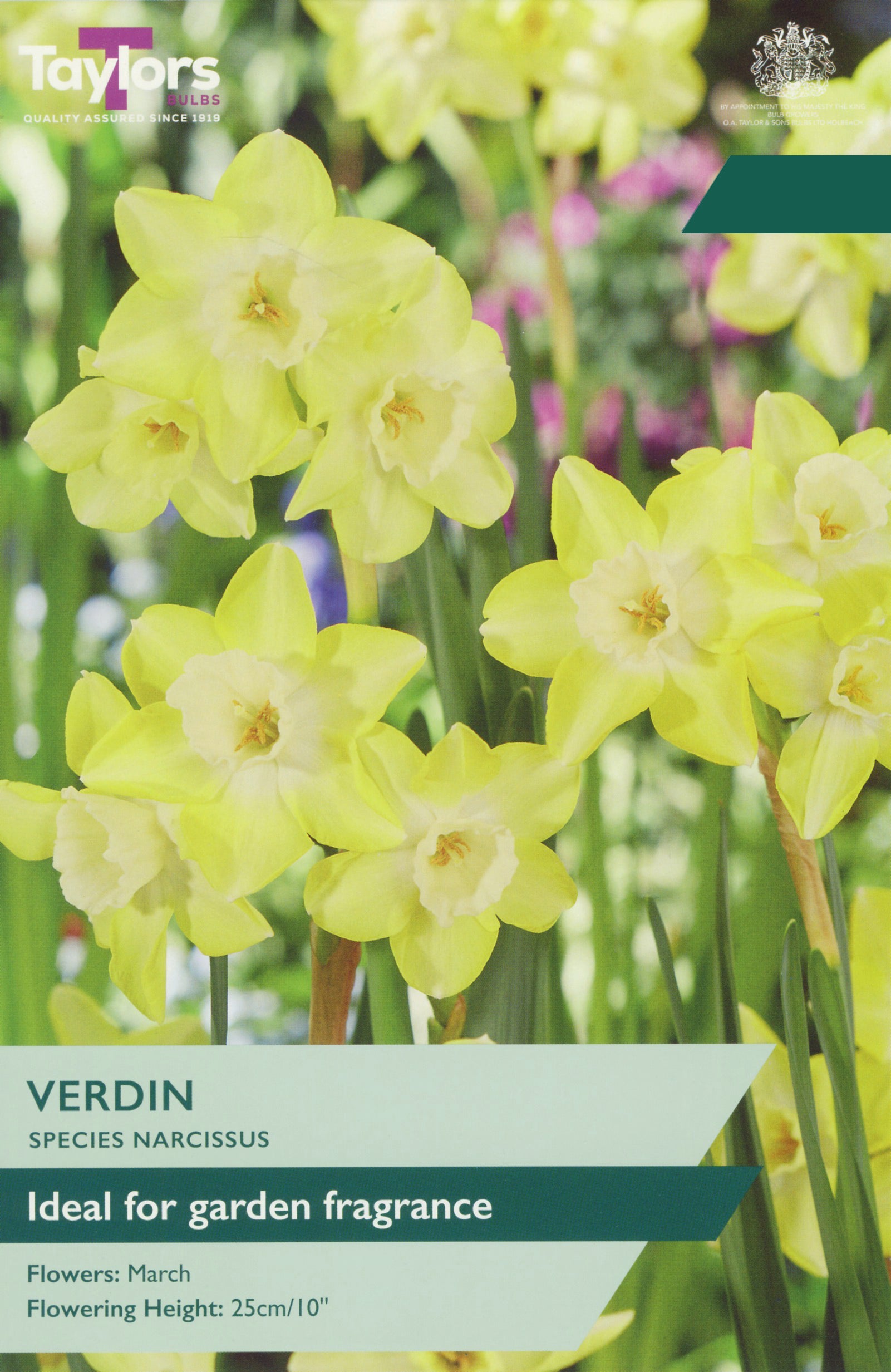 Taylor's Bulbs Choice Pack Narcissus Verdin