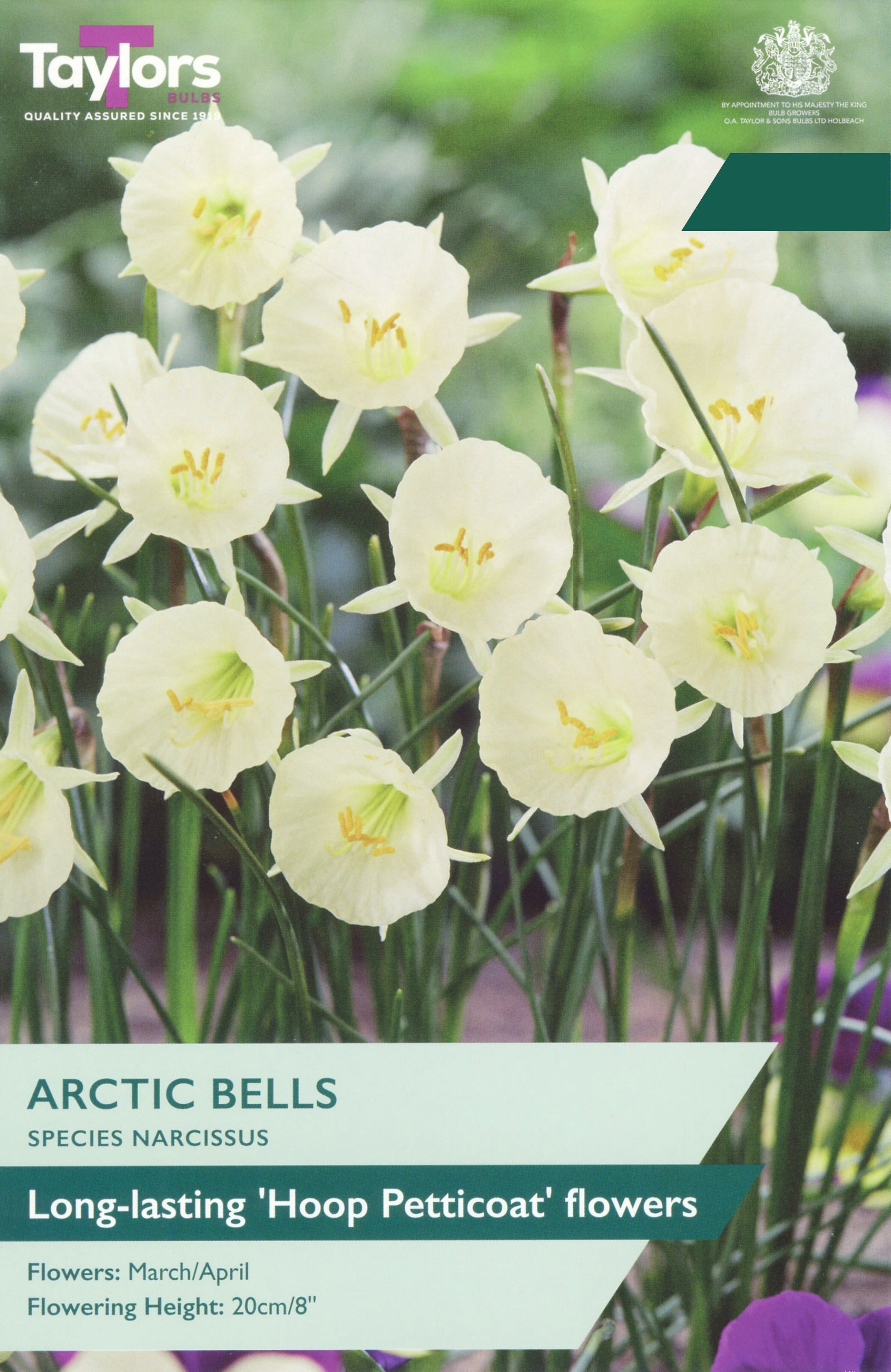 Taylor's Bulbs Choice Pack Narcissus Arctic Bells