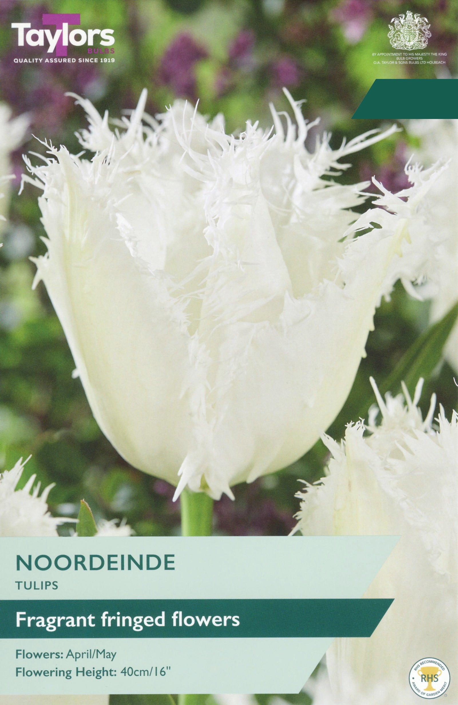 Taylor's Bulbs Choice Pack Tulip Noordeinde