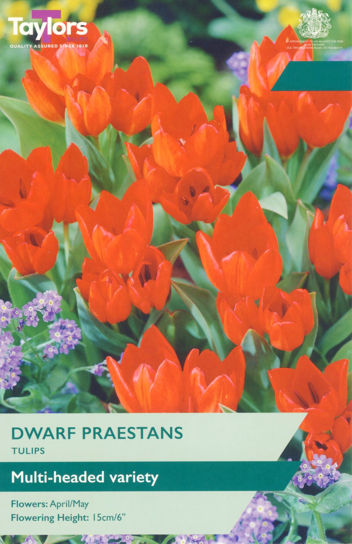Taylor's Bulbs Tulip Dwarf Praestans