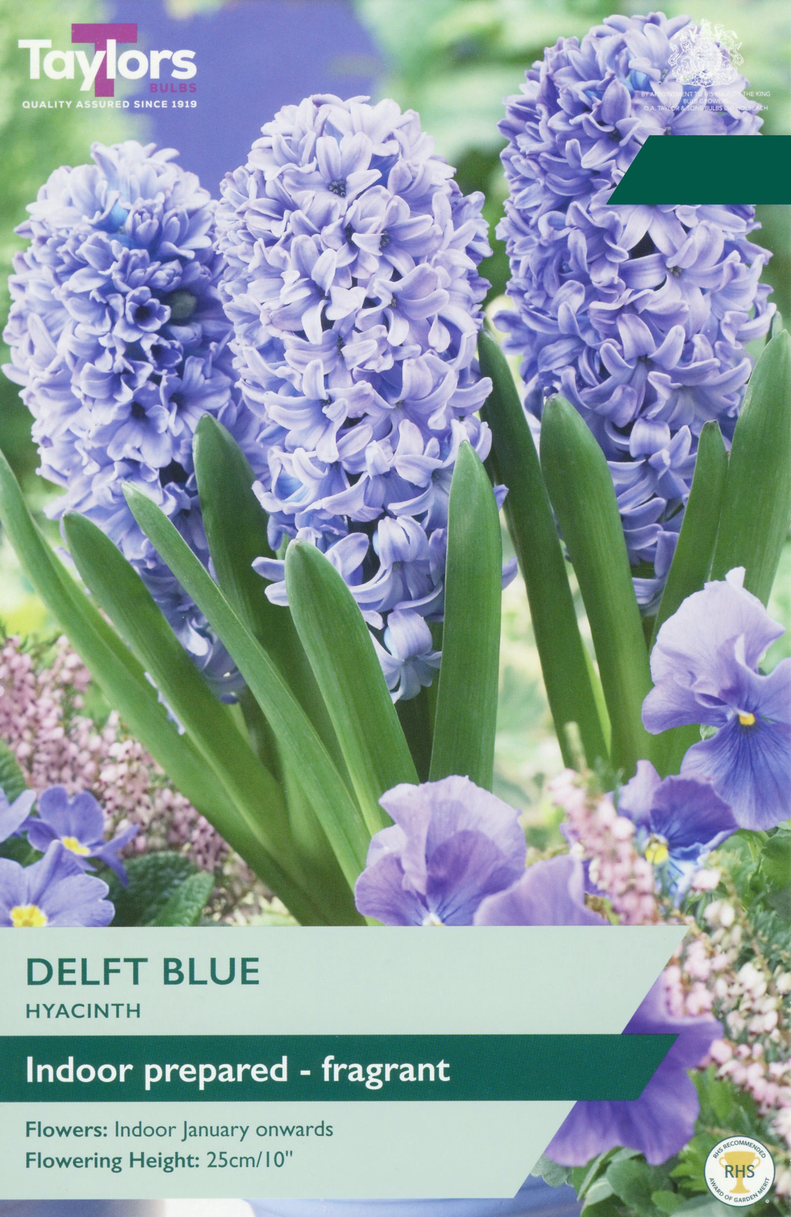 Taylor's Bulbs Choice Pack Hyacinth Delft Blue