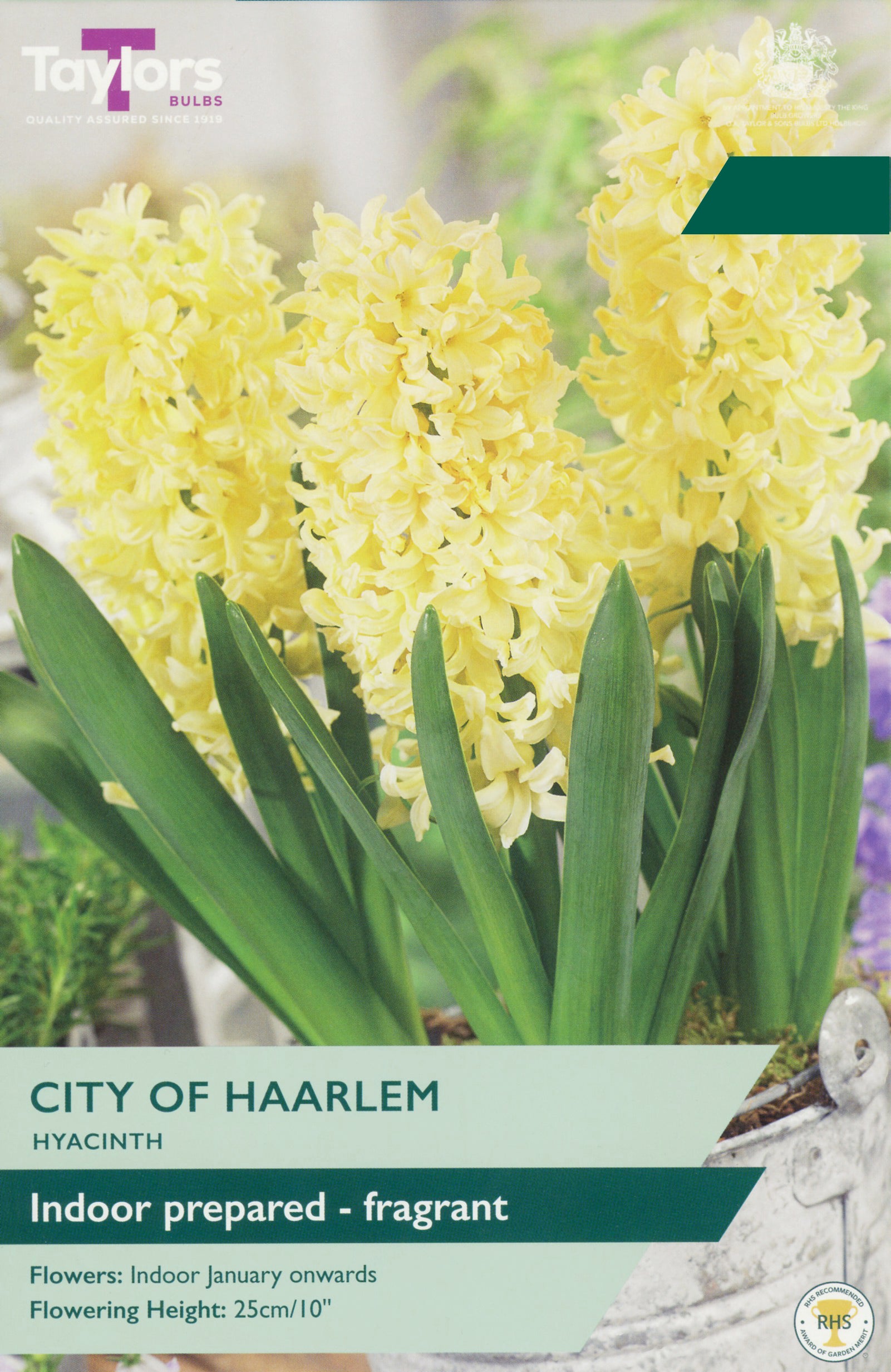Taylor's Bulbs Choice Pack Hyacinth City Of Haarlem