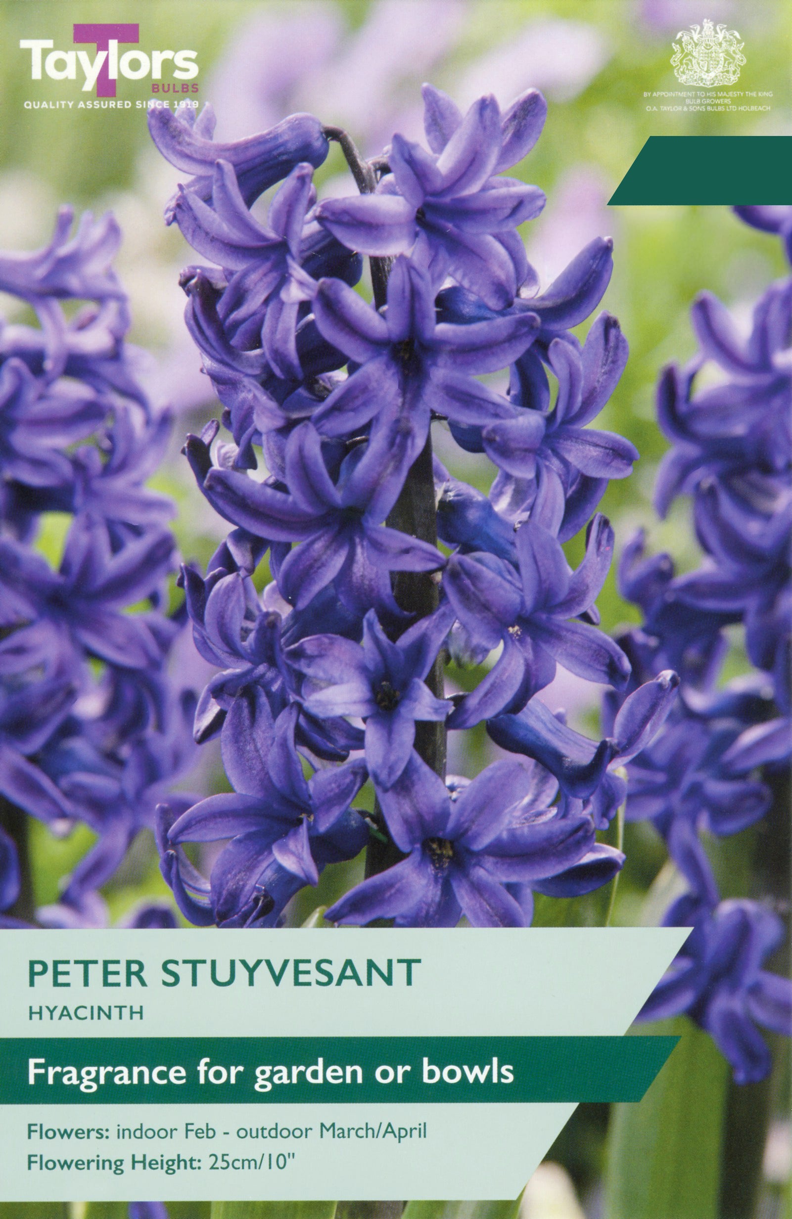 Taylor's Bulbs Choice Pack Hyacinth Peter Stuyvesant