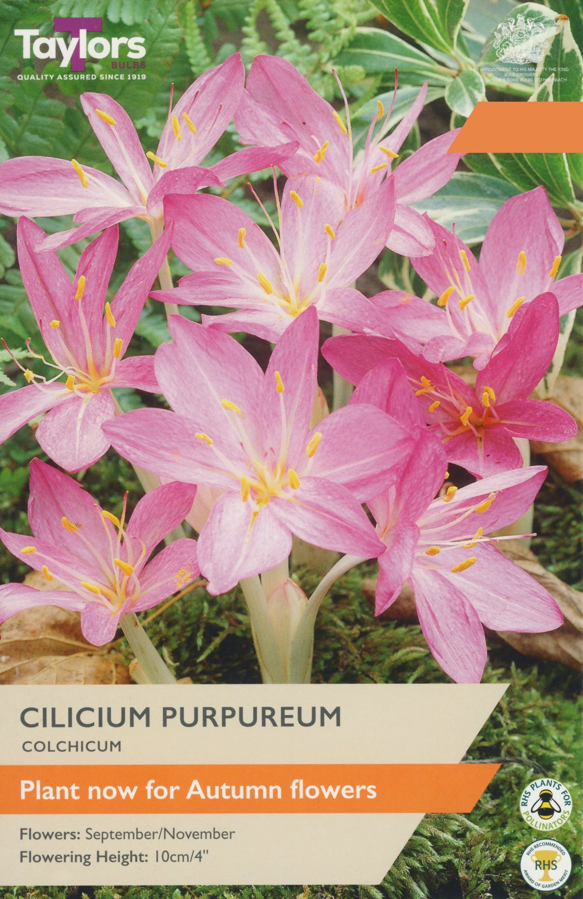 Taylor's Bulbs Choice Pack Colchicum Cilicium Purpureum