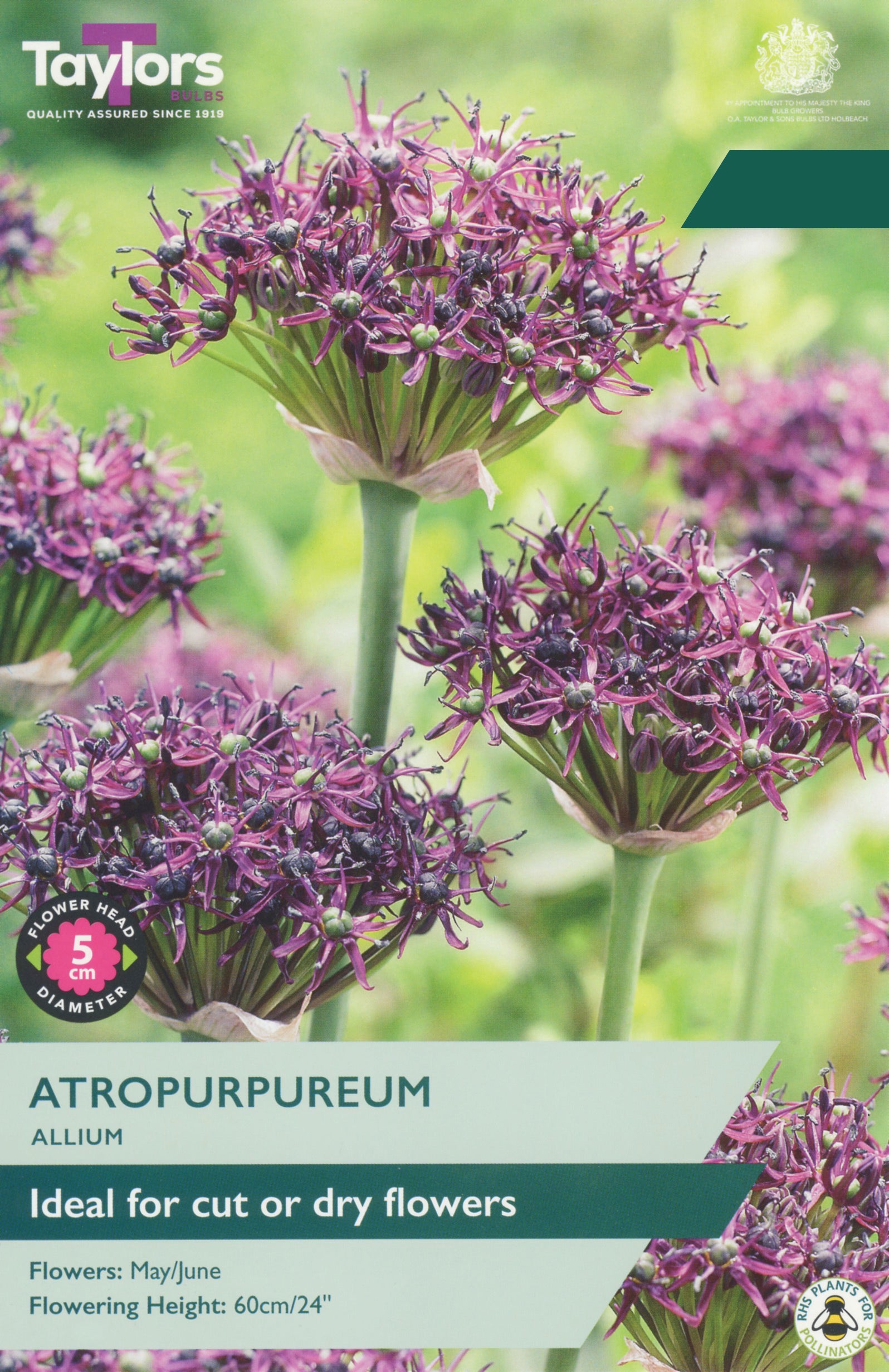 Taylor's Bulbs Choice Pack Allium Atropurpureum